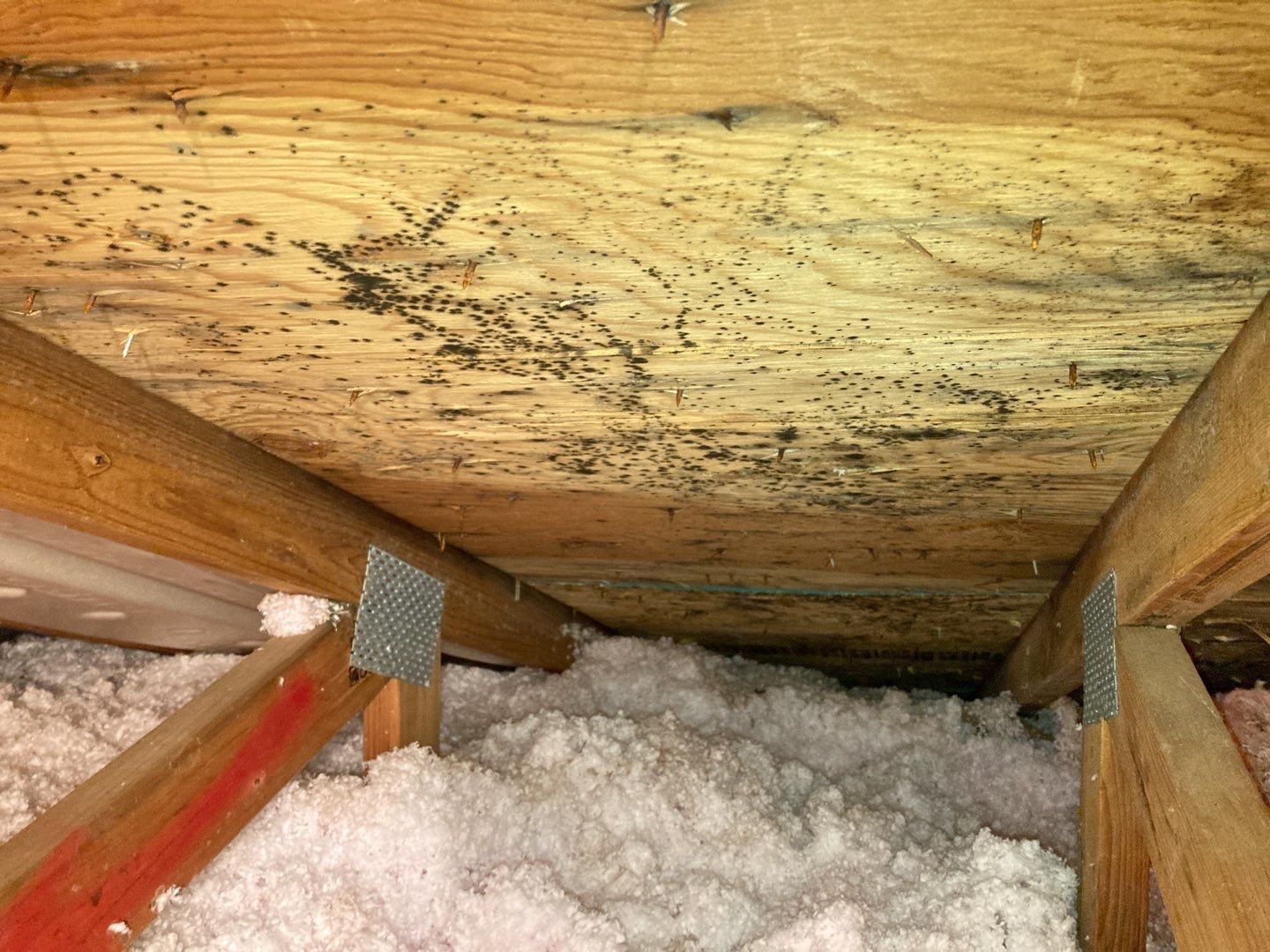 Mold Remediation in Attic by Accountable Home Services