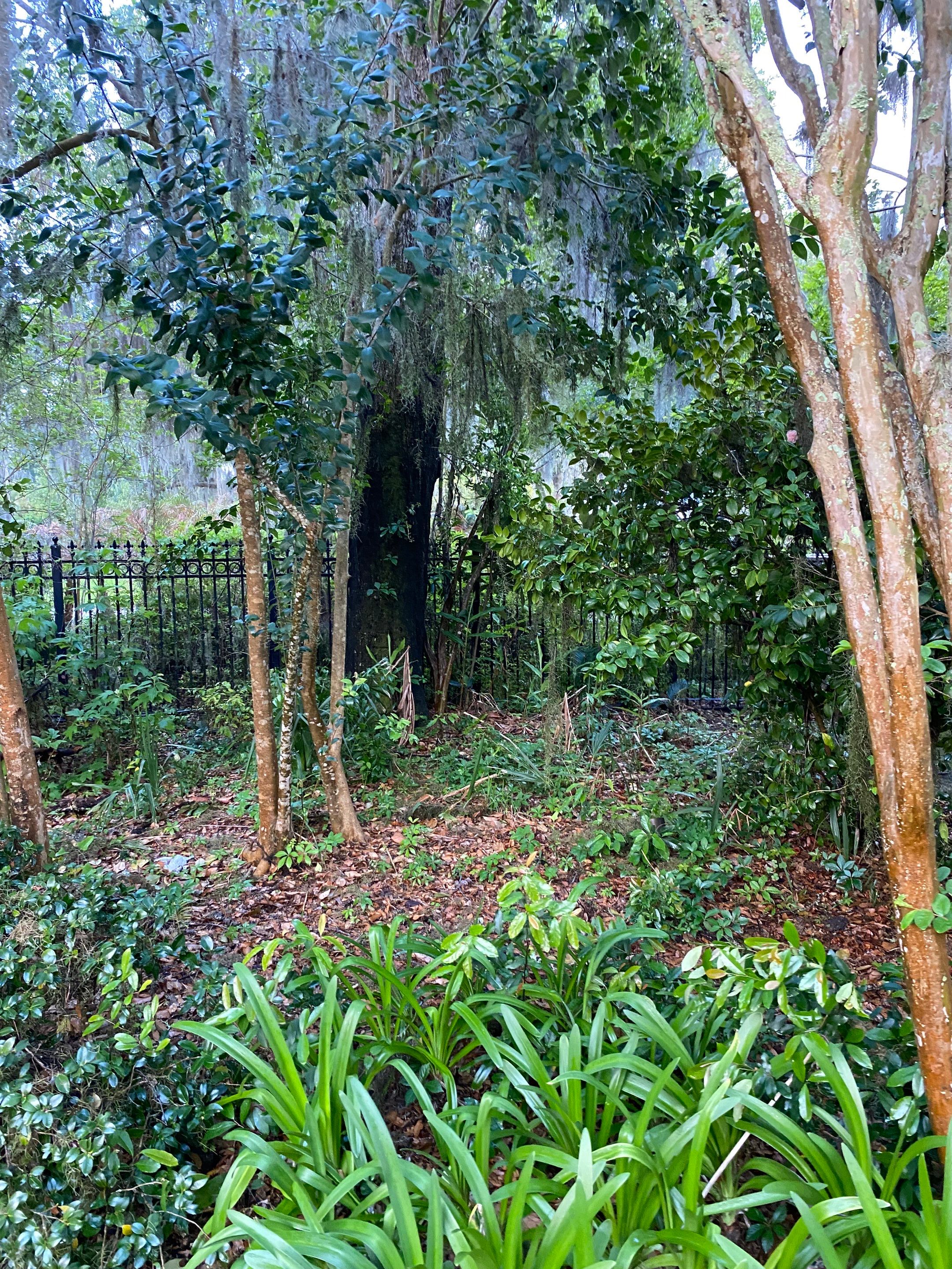 Residential | Tree Removal by ProGreen Services
