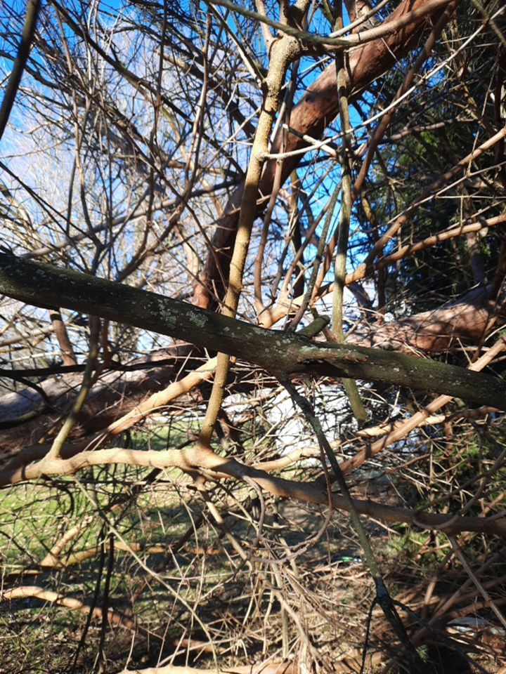 Storm Damaged Tree Removal  using Tree Removal by Mike Jones & Sons Tree Service LLC 