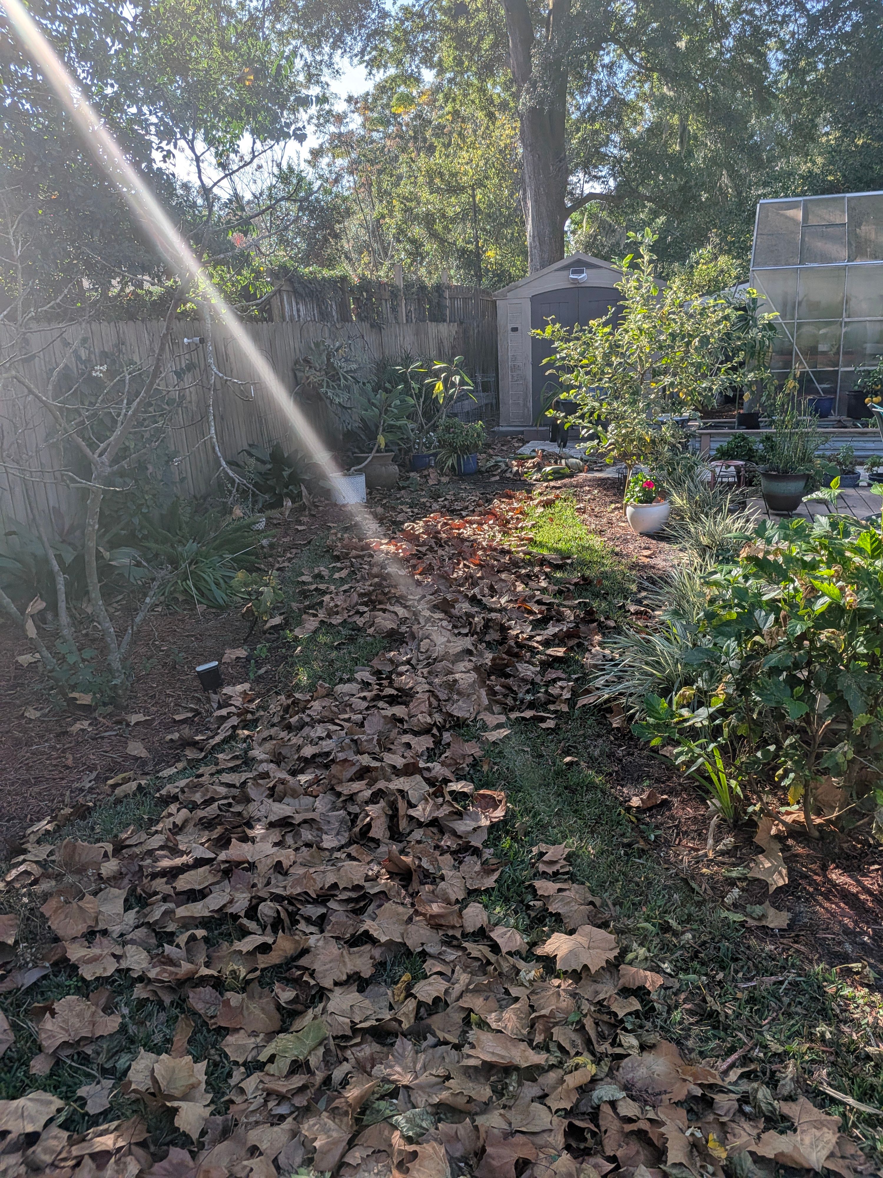 Large-Scale Leaf Removal & Property Cleanup — Jacksonville, FL (Arlington Area) by Harmoni Home Services