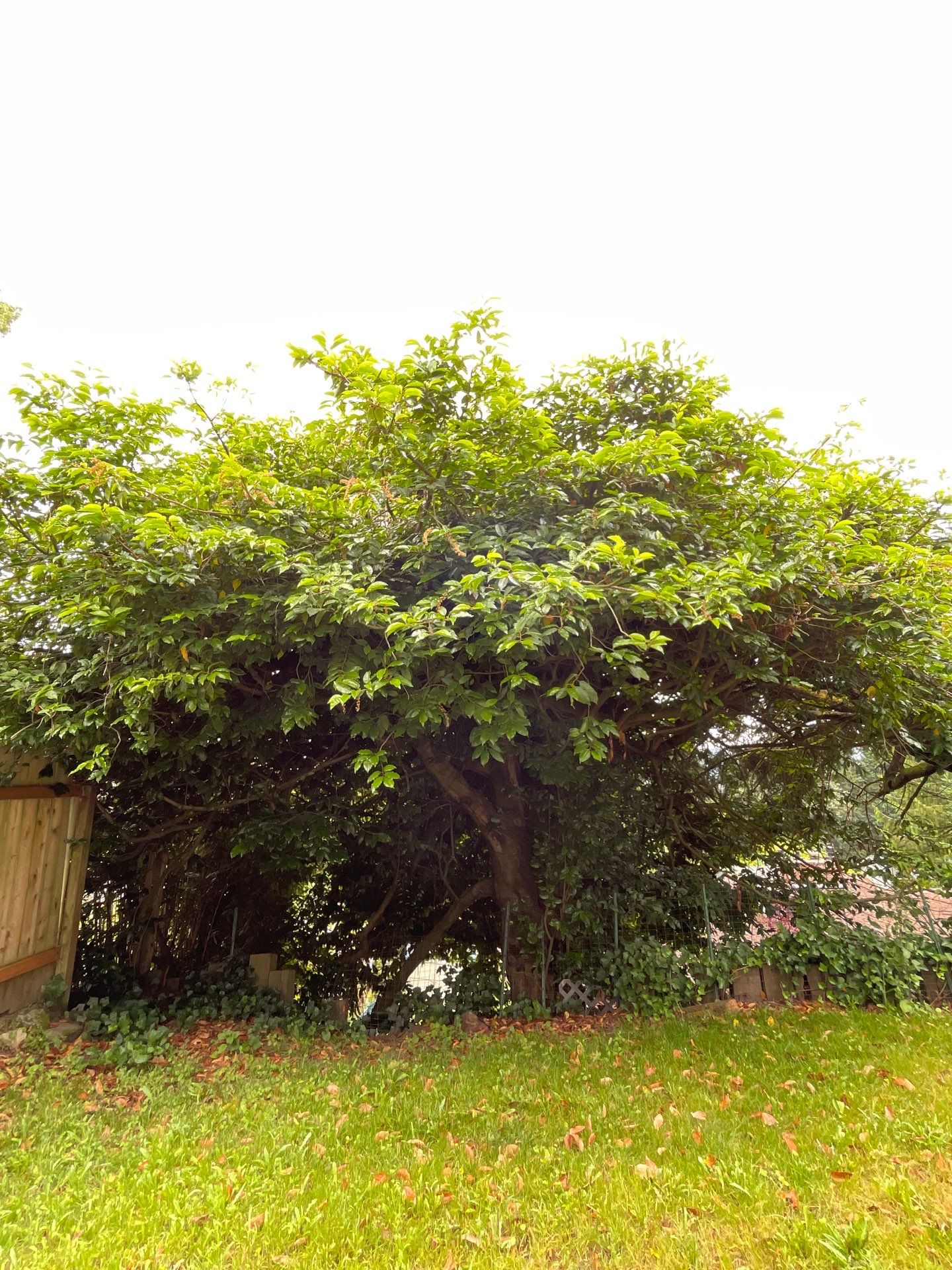🌿Tree Inventory Showcase – Lake Forest Park, WA by Sound Tree Care LLC