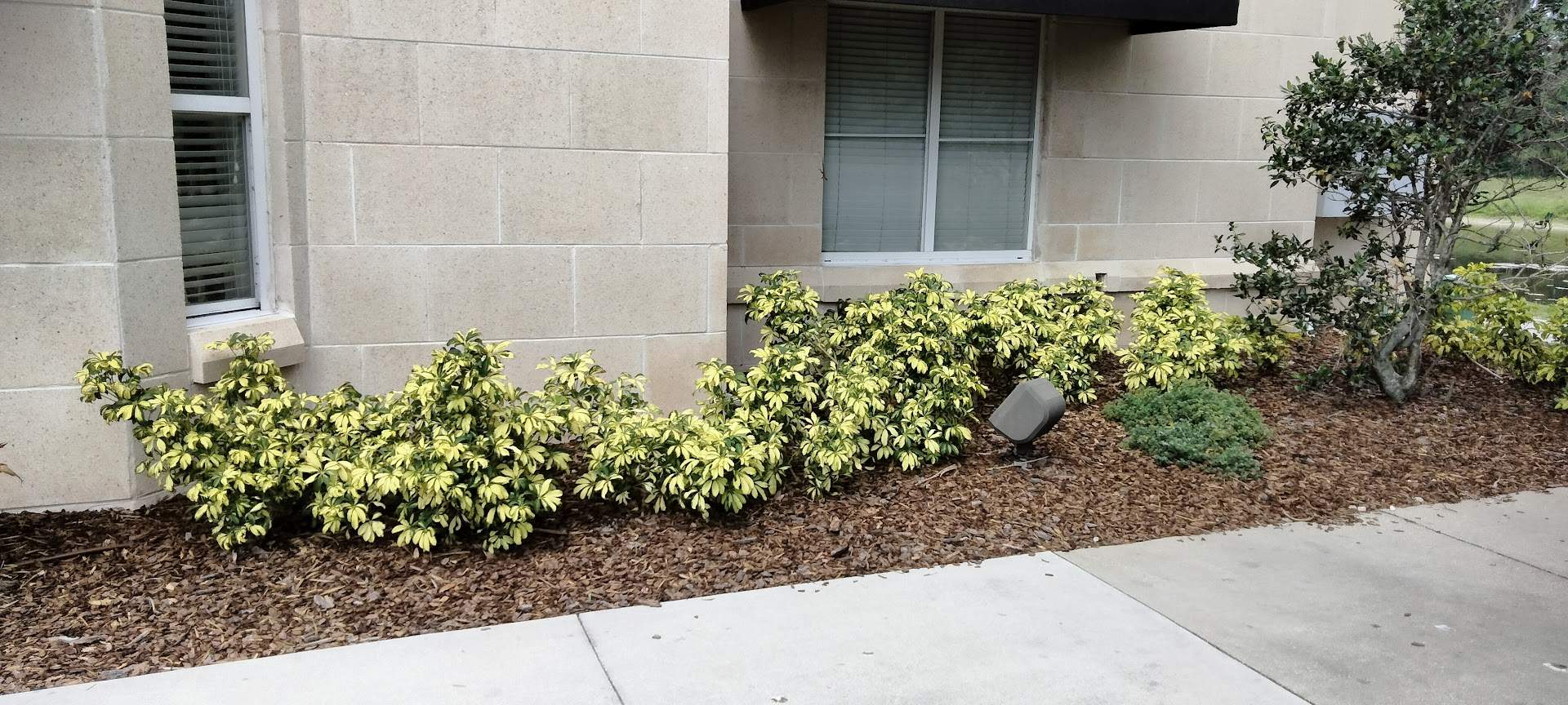 Homewood Suites | Tree Service by ProGreen Services