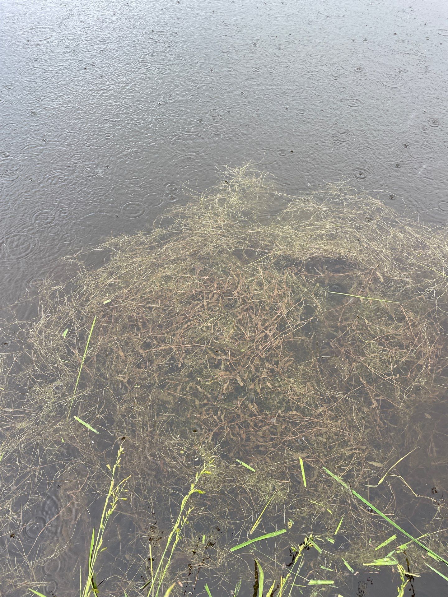 Maas Project by  Bellus Aquatic Solutions