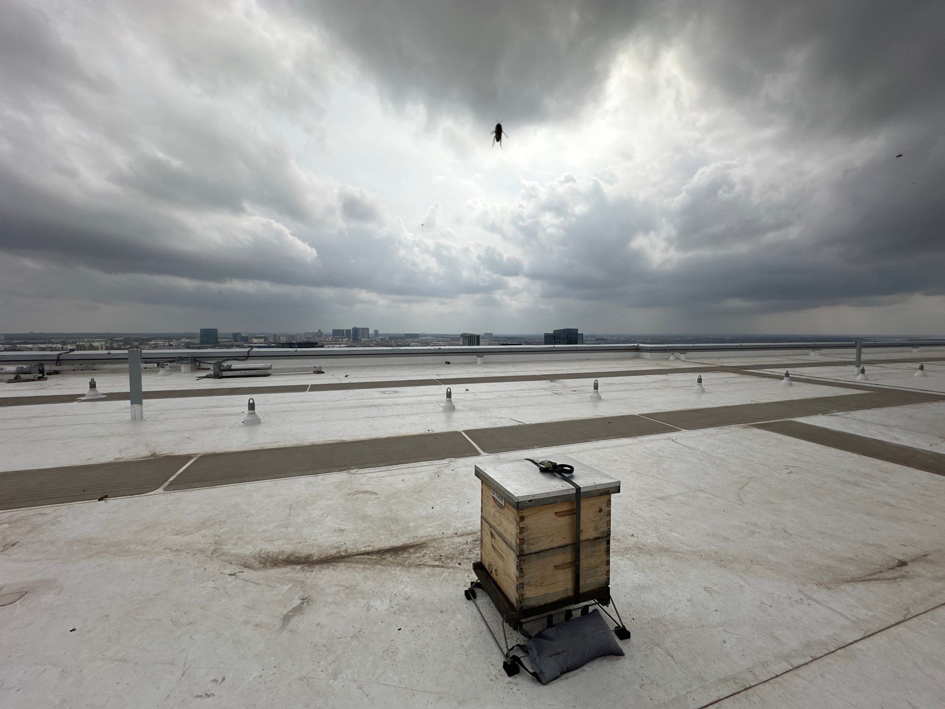 Rooftop Bees in Frisco by Rockwall Honey Bee Company