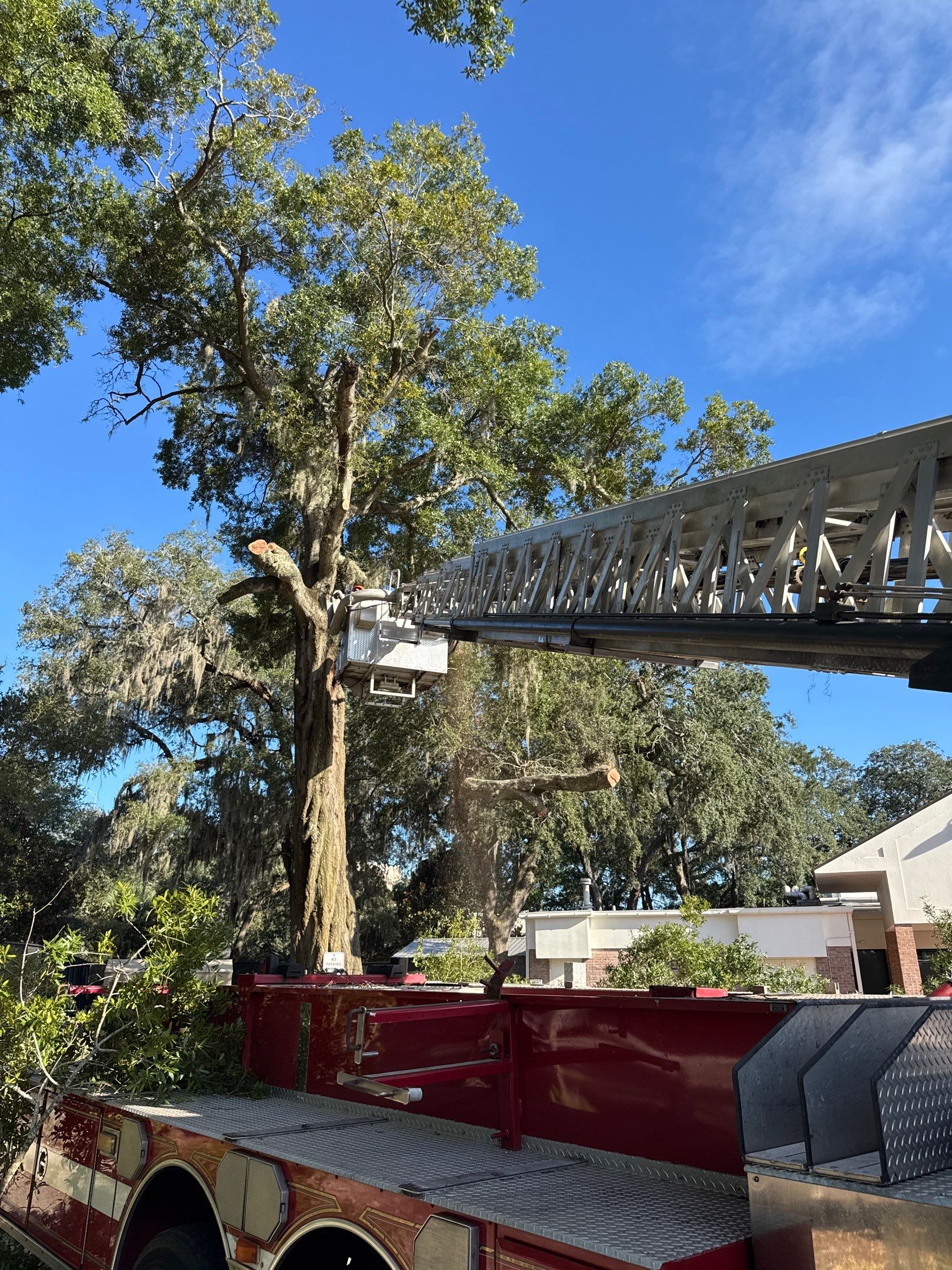 Welcome Center Tree Removal | Episcopal School of Jacksonville by ProGreen Services