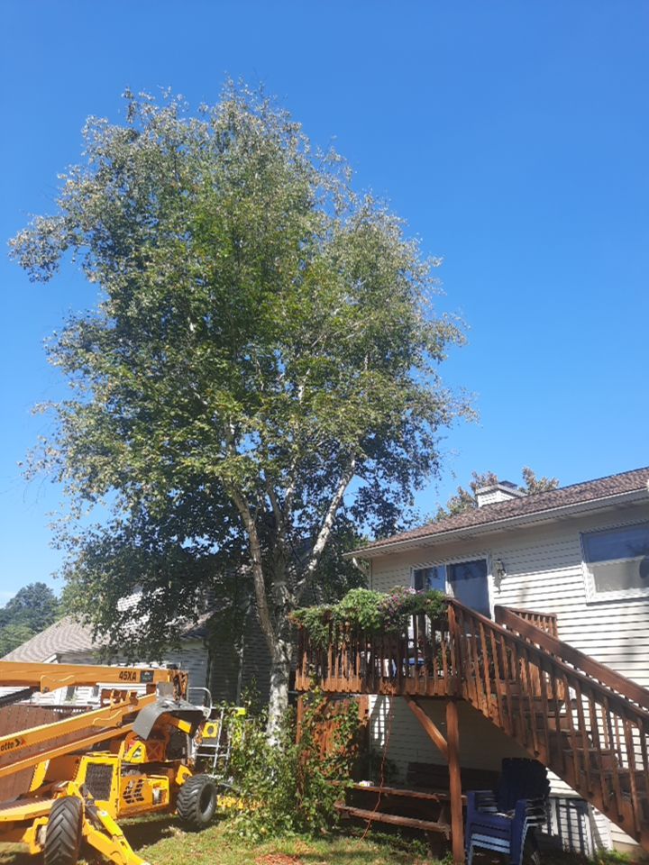 Tree Removal using Tree Removal by Mike Jones & Sons Tree Service LLC 