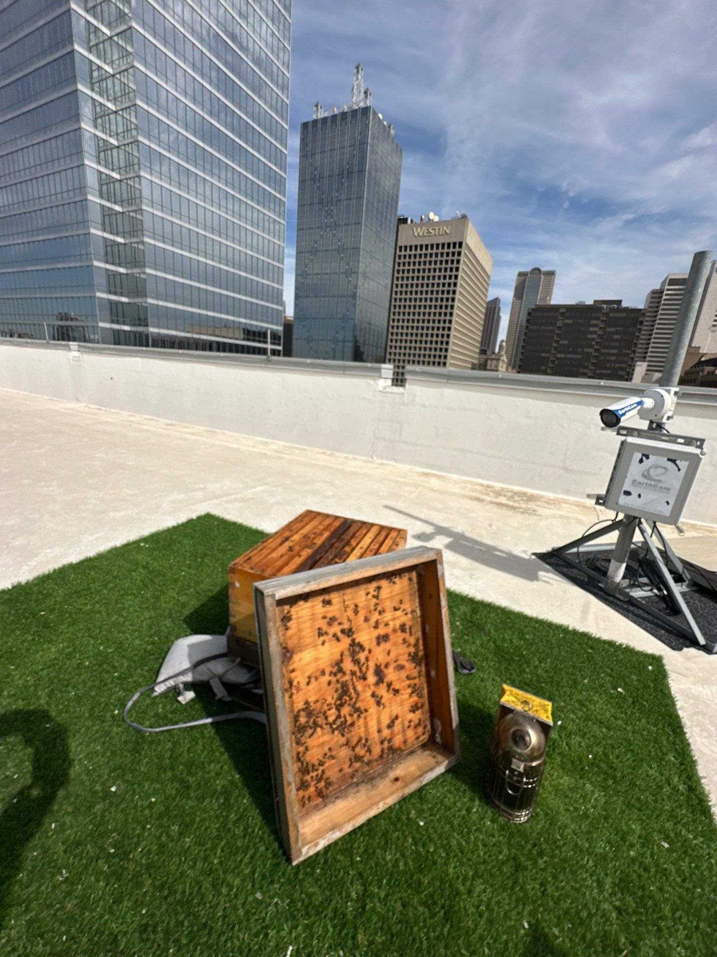 Downtown Dallas by Rockwall Honey Bee Company