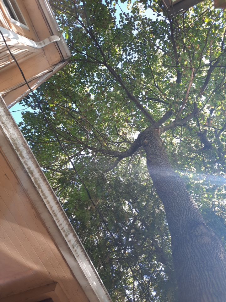 Tree Removal using Tree Removal by Mike Jones & Sons Tree Service LLC 