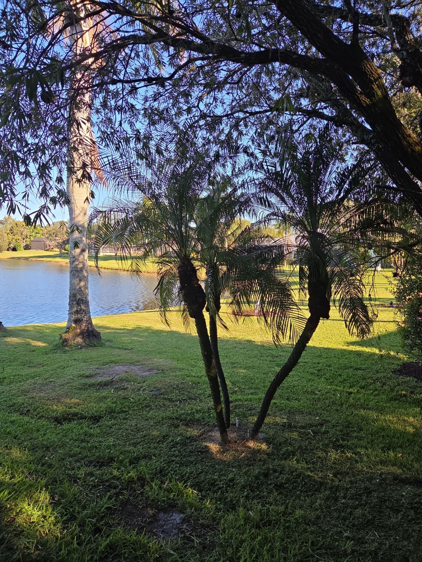 🌴 Landscape Removal and Install in Palm City by Alpha Zeta Enterprises Inc