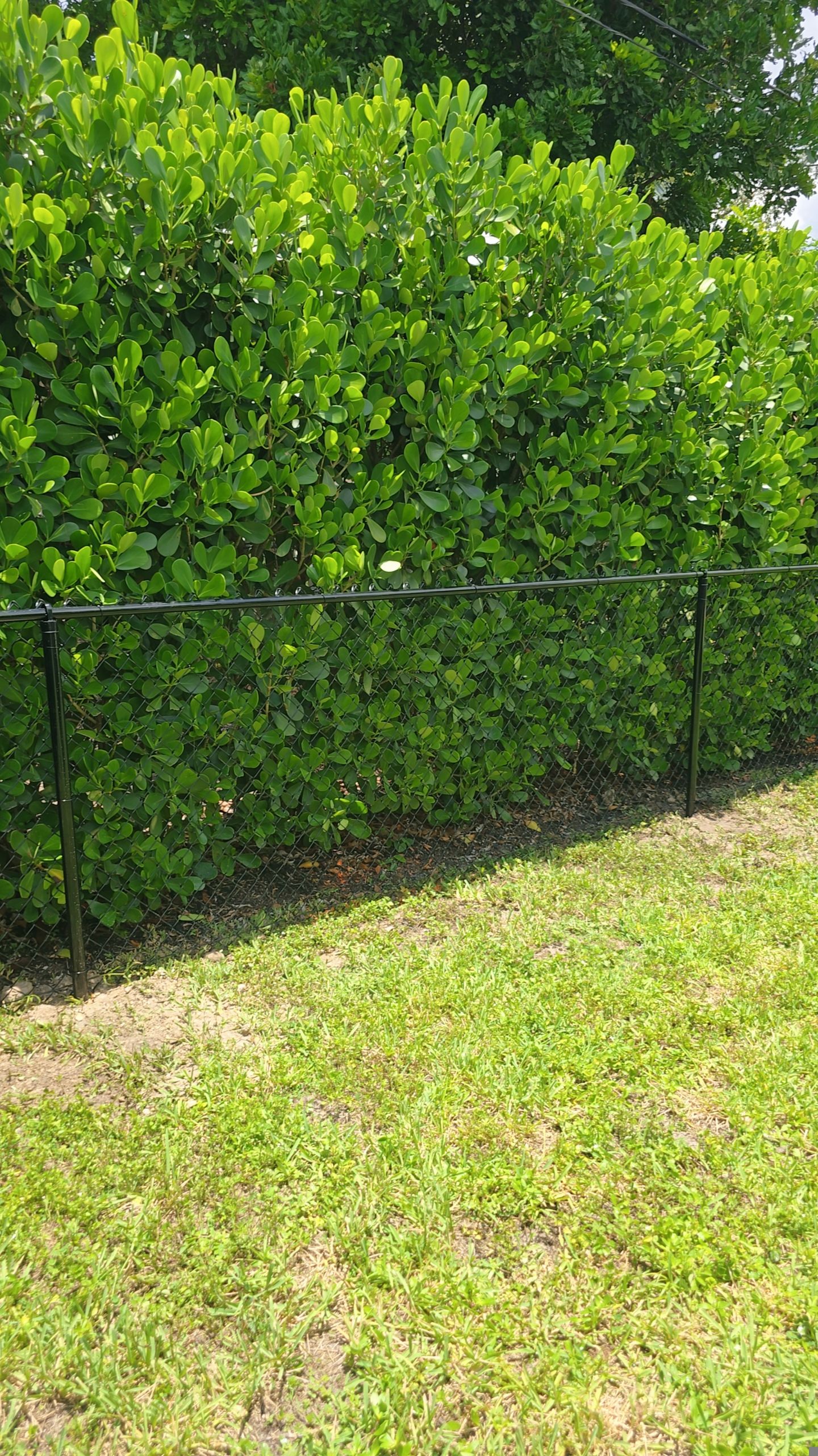 Residential Chain Link Fence Repair and Vinyl Privacy Gate Installation in Naples by True Fence LLC