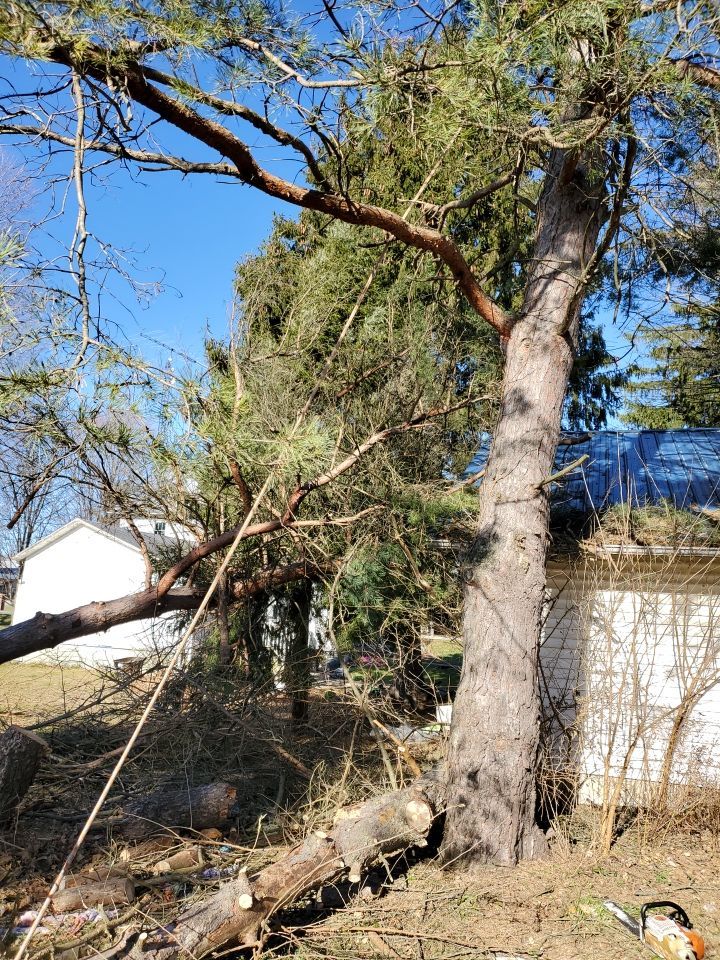 Storm Damaged Tree Removal  using Tree Removal by Mike Jones & Sons Tree Service LLC 