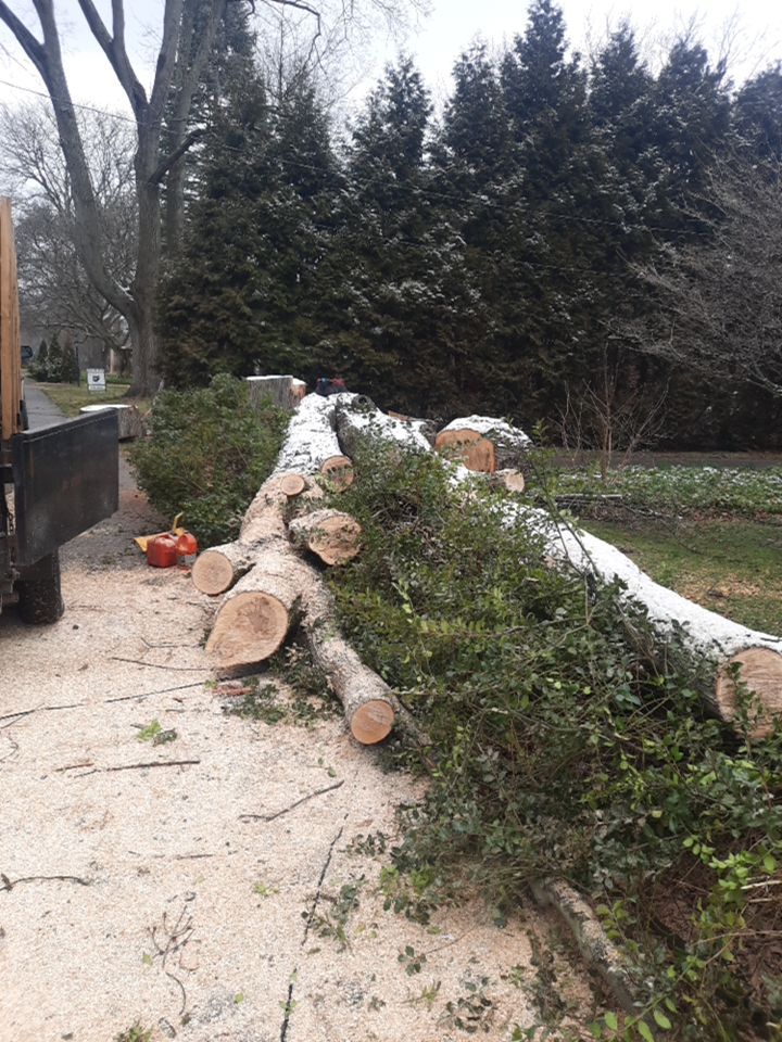 Tree Removal using Tree Removal by Mike Jones & Sons Tree Service LLC 