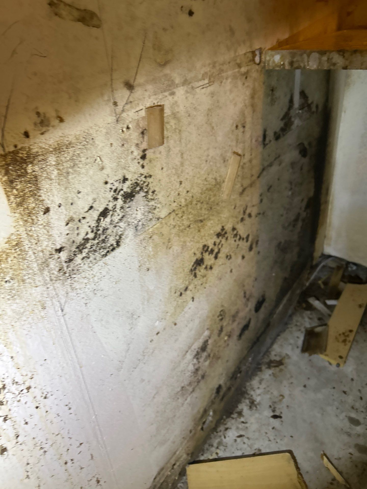 Commercial Mold Damage In Sarasota by Ampm Restoration Services