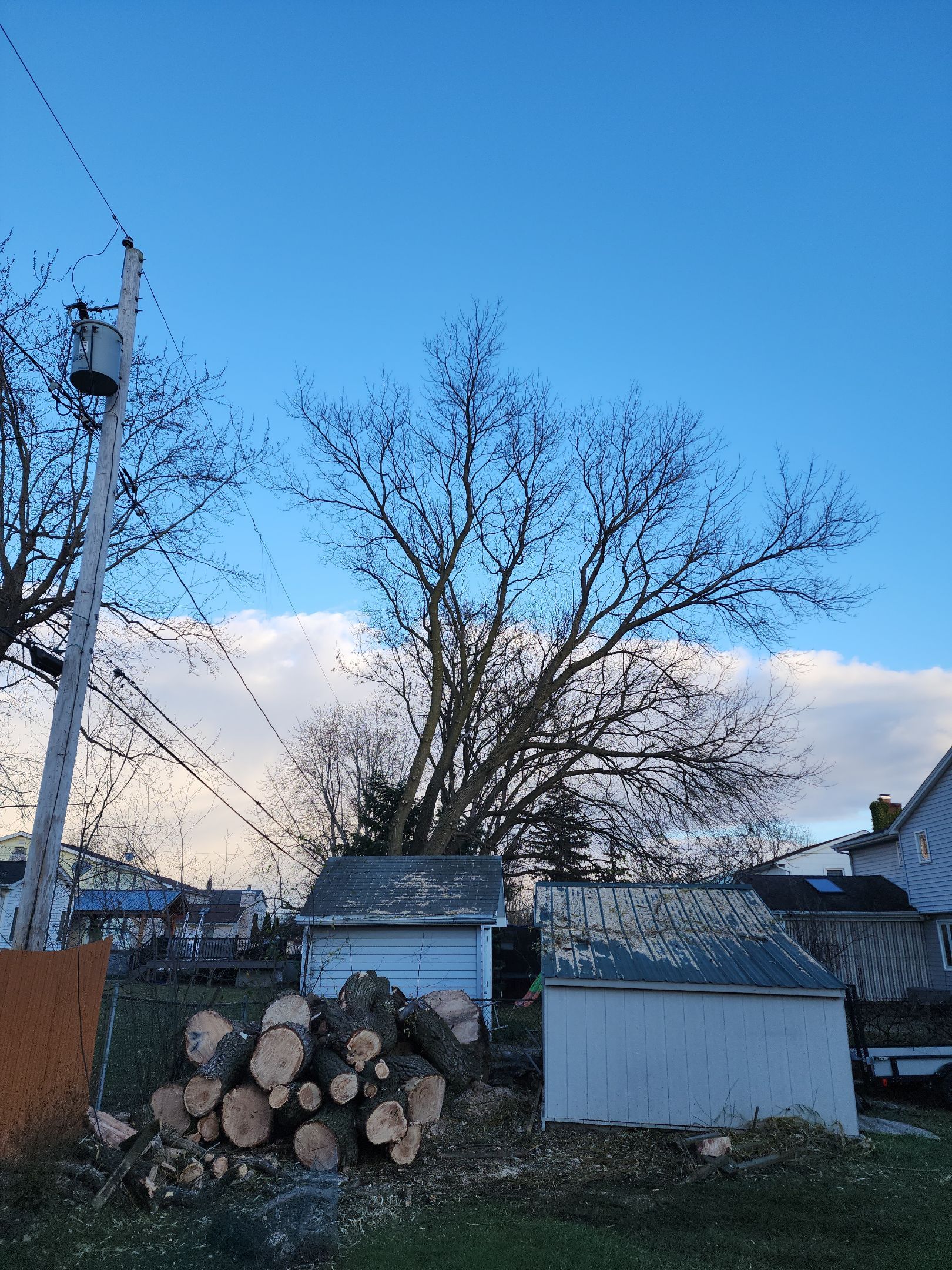 Tree removal of Large Willow  by Treeman Tom LLC