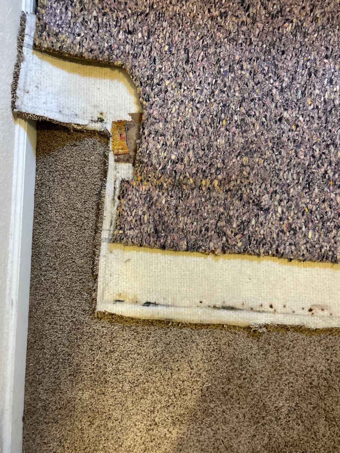Mold Damage Project in Thornton by Accountable Home Services