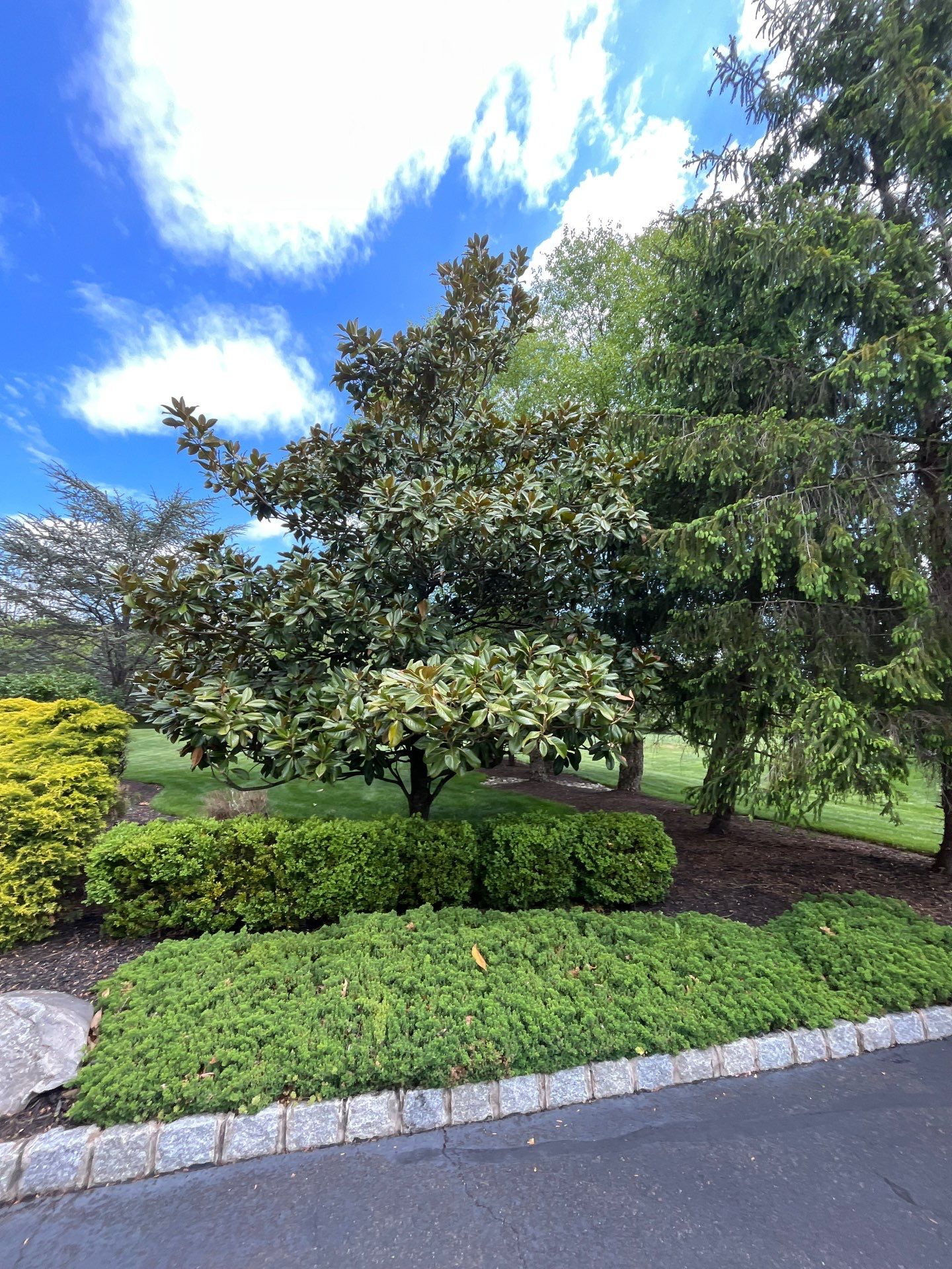 Lawn Care and Shrub Care at a beautiful Bridgewater property by Ants Plants