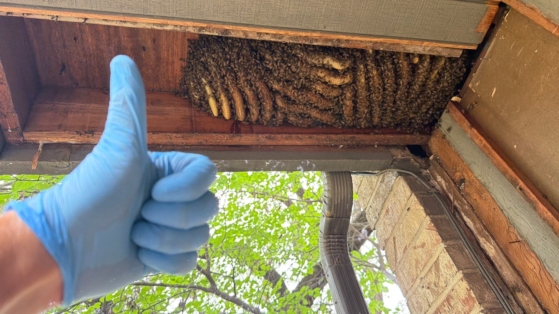 Love this house! by Rockwall Honey Bee Company