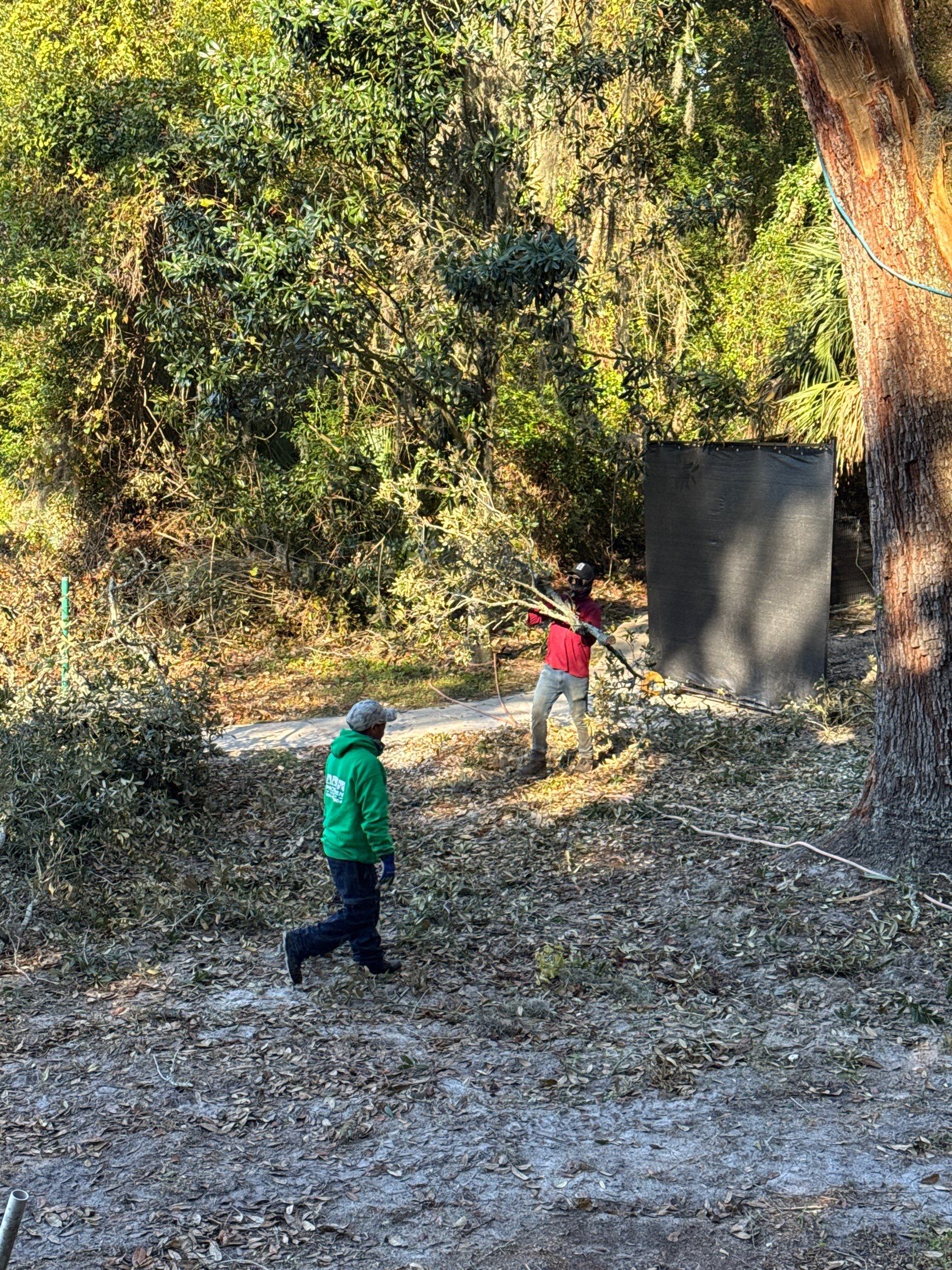 Episcopal | Large Tree Removal by ProGreen Services