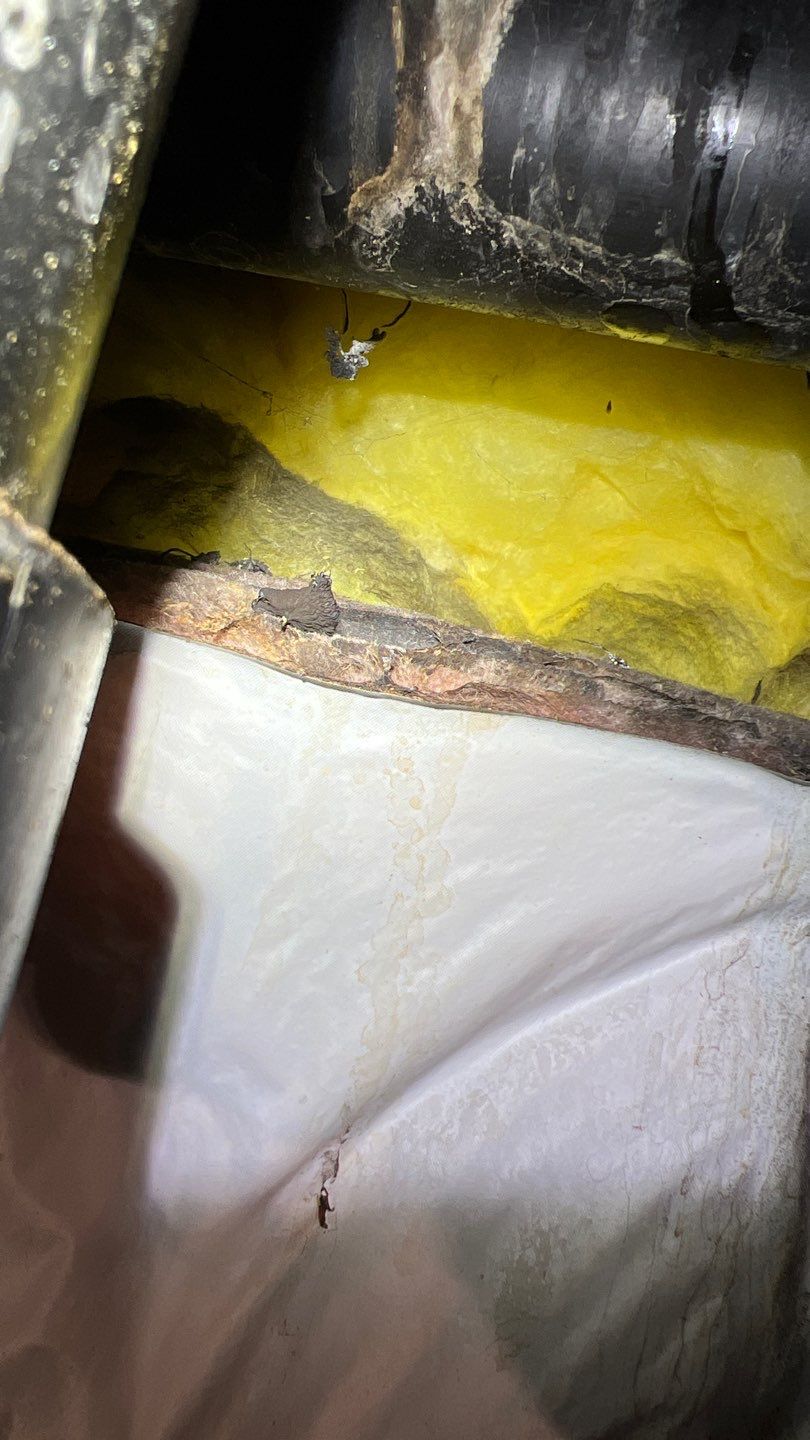 Mold Remediation by Accountable Home Services