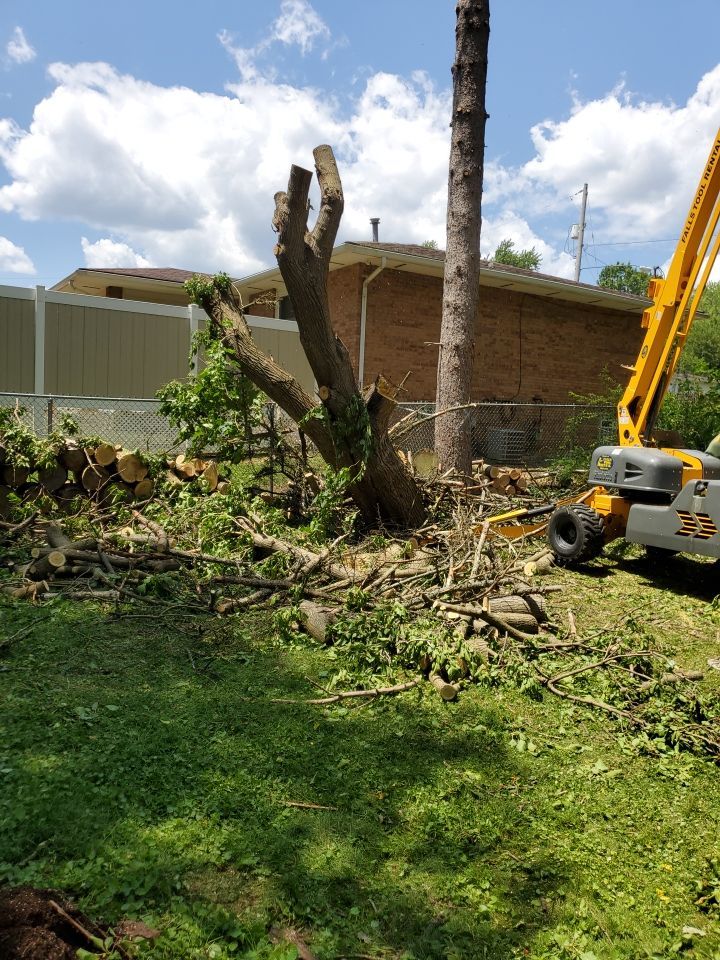 Tree Removal using Tree Removal by Mike Jones & Sons Tree Service LLC 