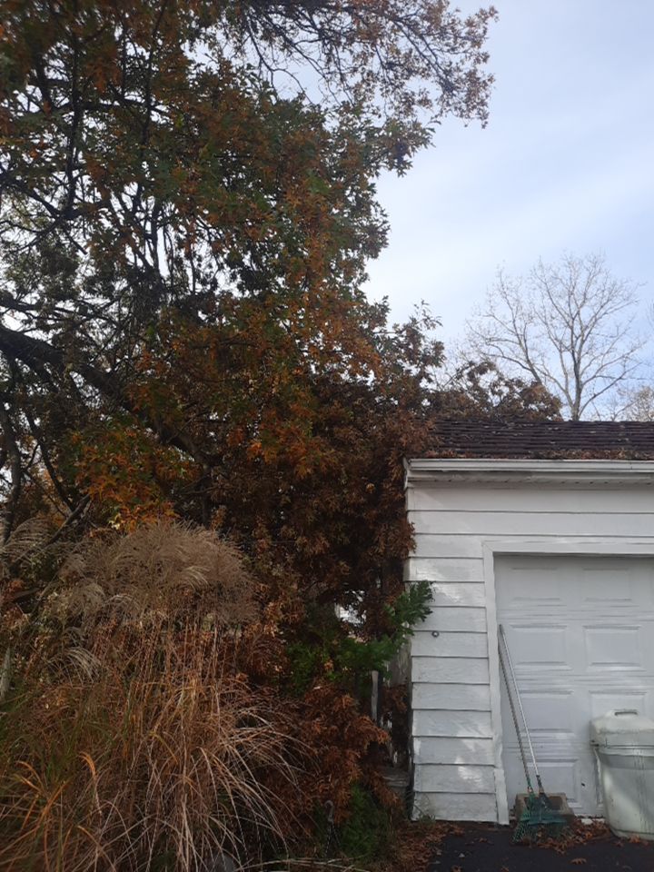 Tree Removal using Tree Removal by Mike Jones & Sons Tree Service LLC 