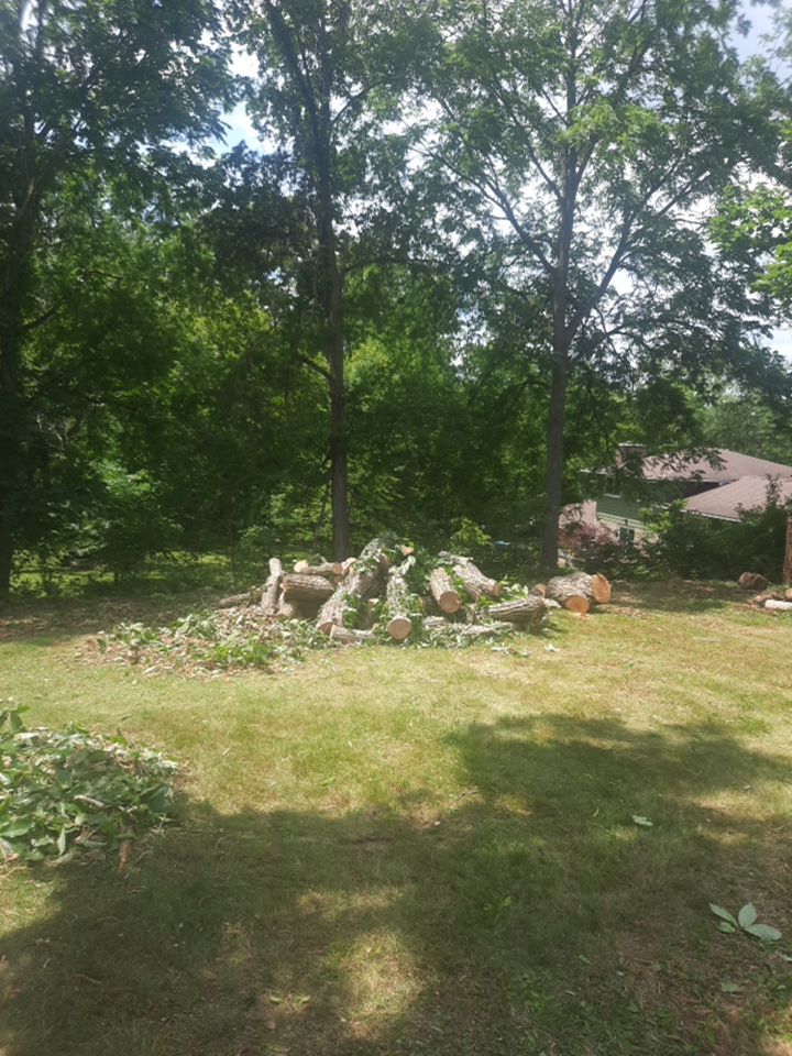 Tree Removal using Tree Removal by Mike Jones & Sons Tree Service LLC 