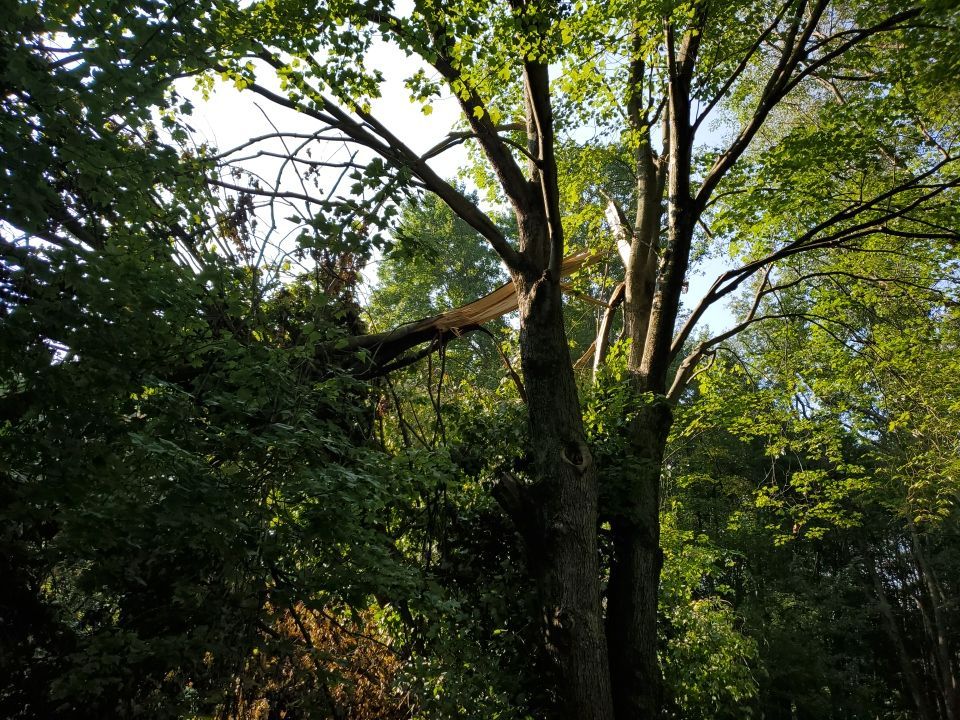 Storm Damaged Tree Removal  by Mike Jones & Sons Tree Service LLC 