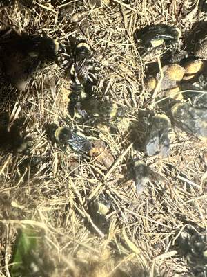 Bumblebees!