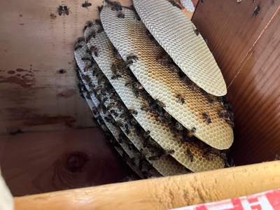 Brick Bees