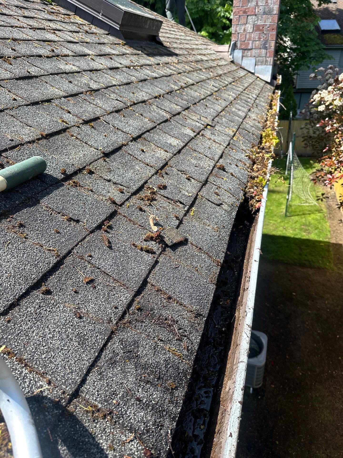 Softwashed in many Years back, and organic regrowth significant by DawnSky LLC