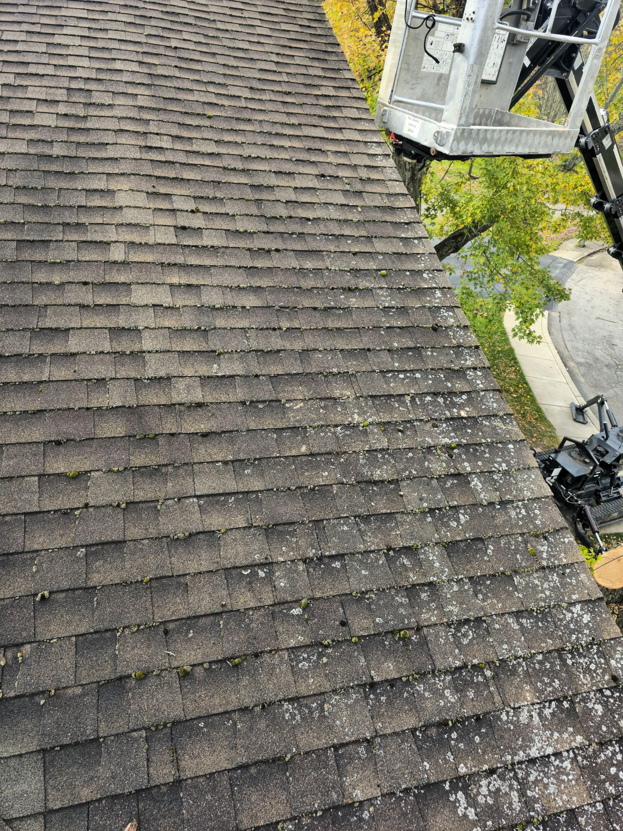 Emergency Job: Removal of Branch by Treeman Tom LLC