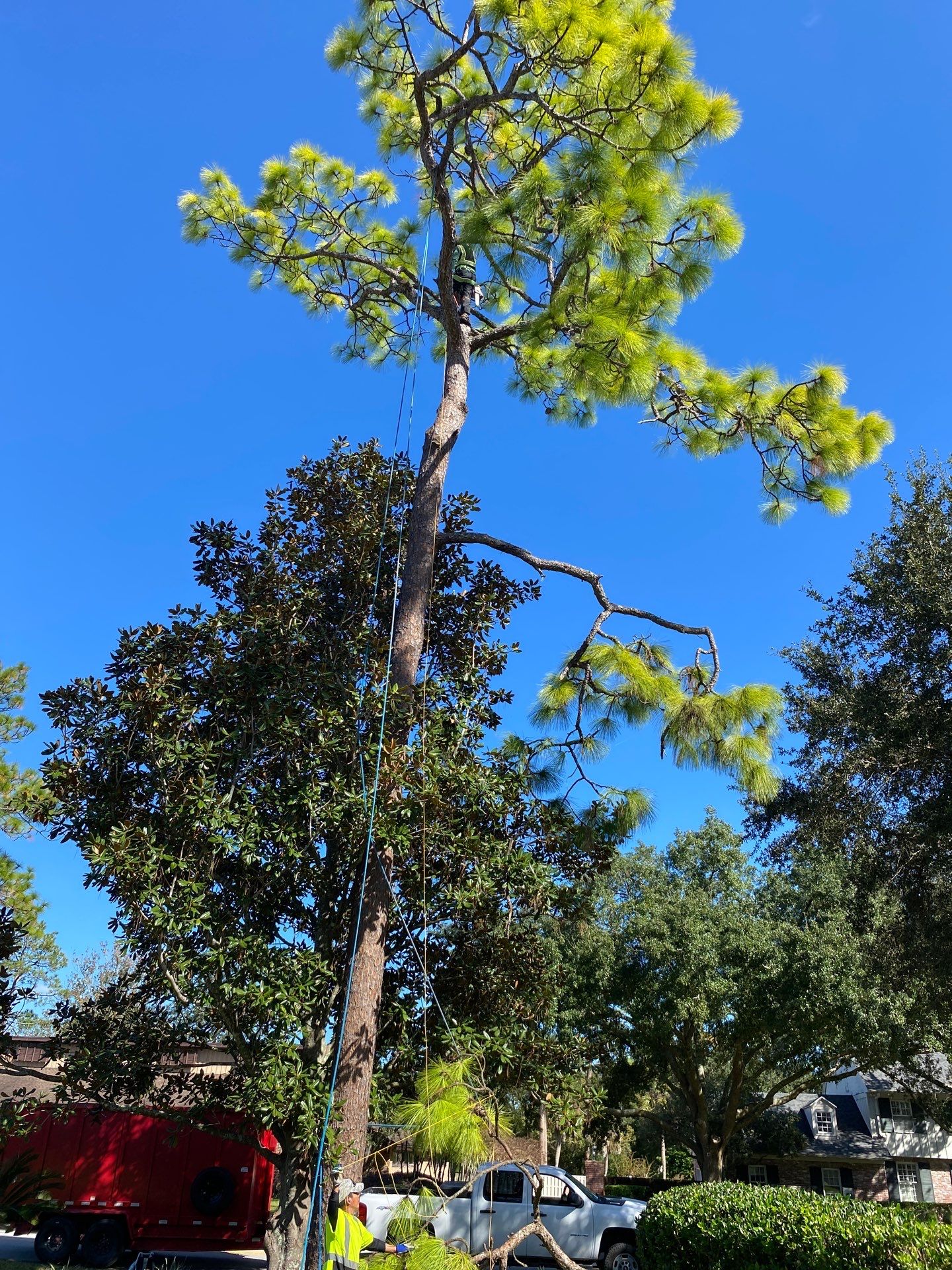 Deerwood Resident | Tree Removal by ProGreen Services