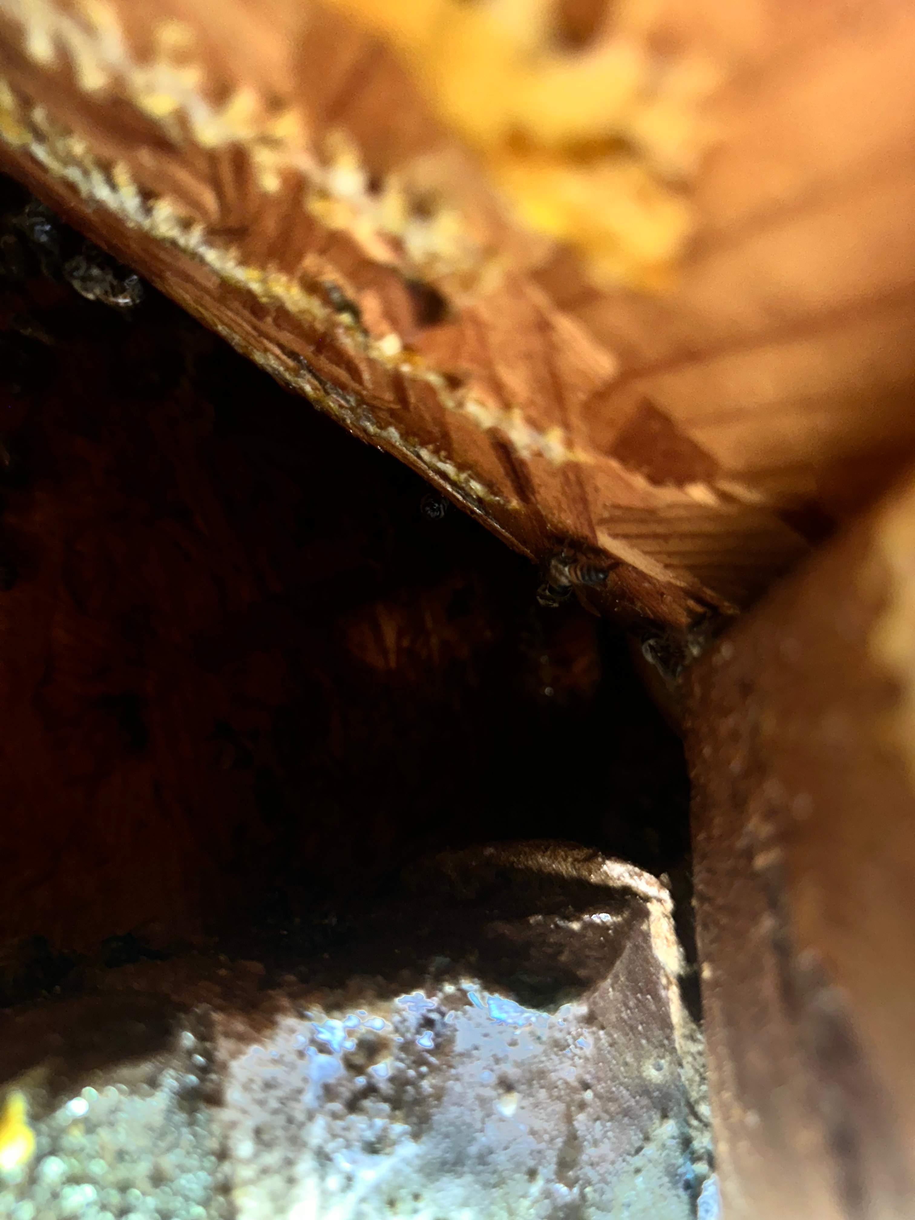 High Bees by Rockwall Honey Bee Company