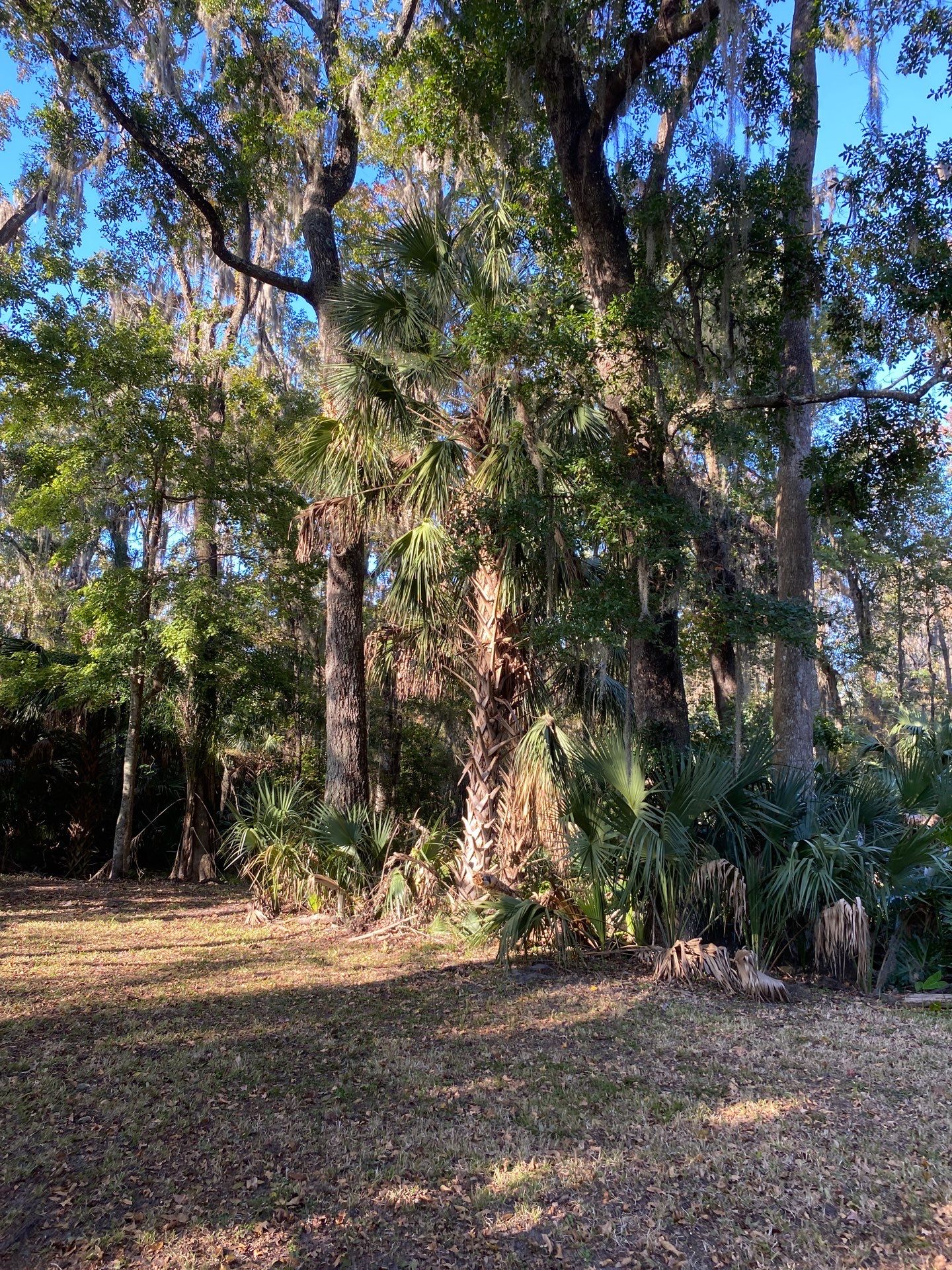 Deerwood Resident | Extreme Clean Up by ProGreen Services