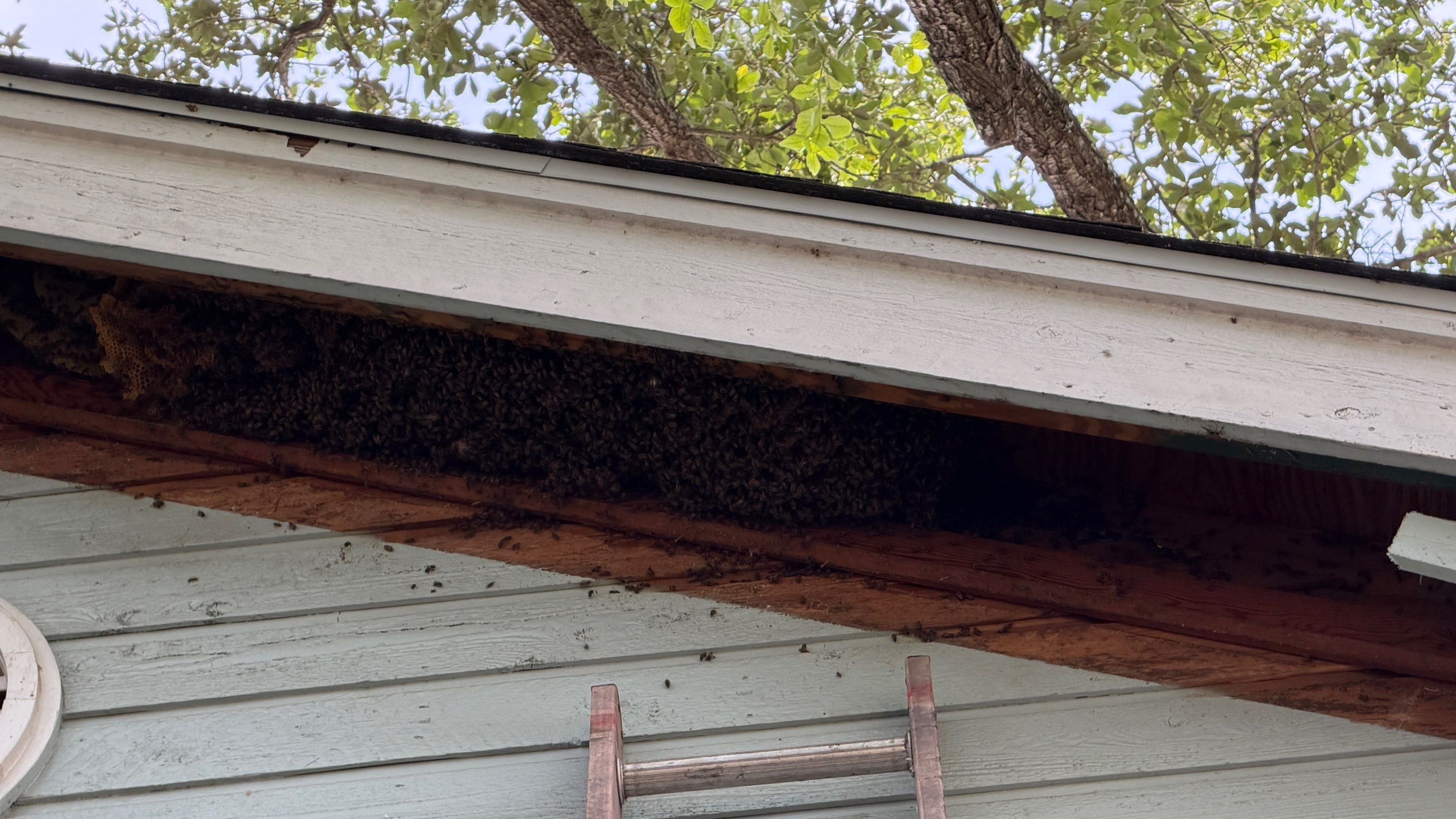 High Peak Bees by Rockwall Honey Bee Company