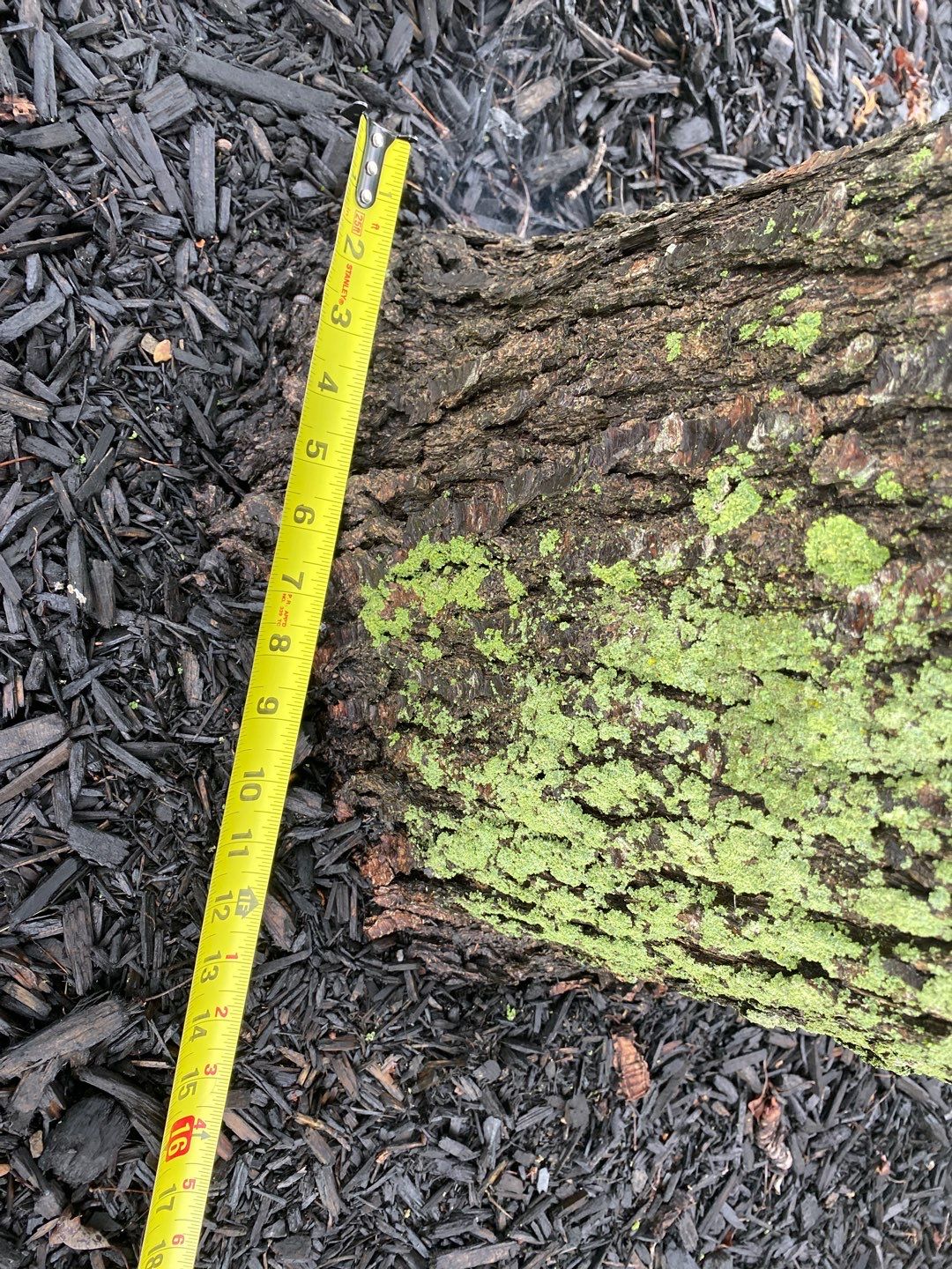 Tree Removal using Tree Removal by Mike Jones & Sons Tree Service LLC 