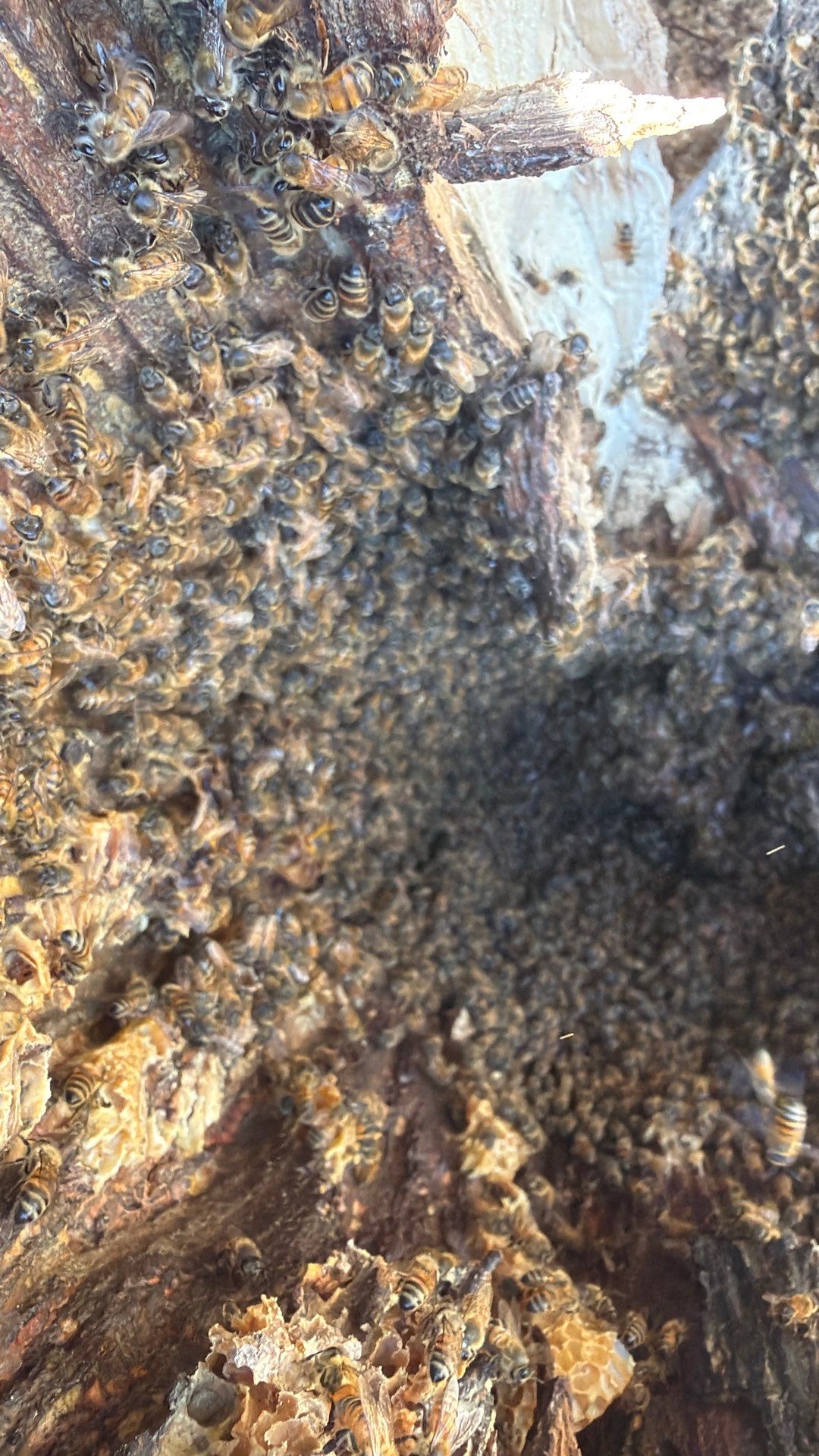 White Rock Tree by Rockwall Honey Bee Company