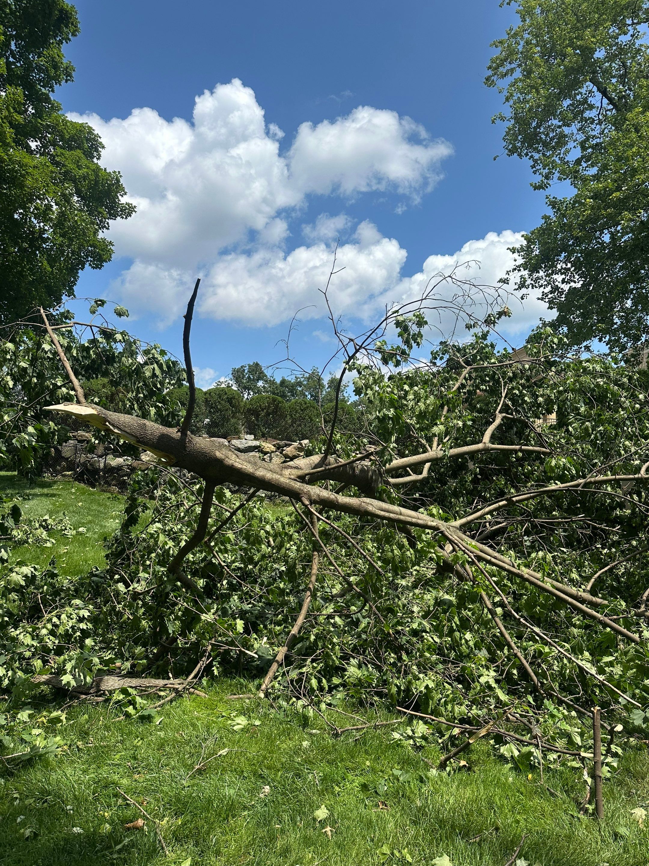 Emergency Tornado Damage Cleanup and Hazardous Tree Removal in Harrison by Fox Hill Luxury Real Estate Services