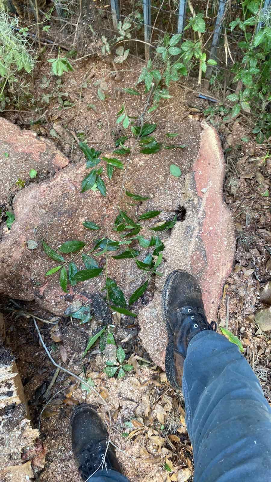 Residential | Tree Removal by ProGreen Services