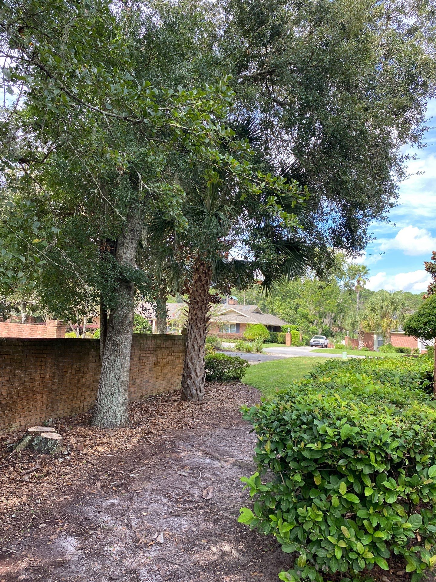 Deerwood Residence | Palm Tree Trimming by ProGreen Services