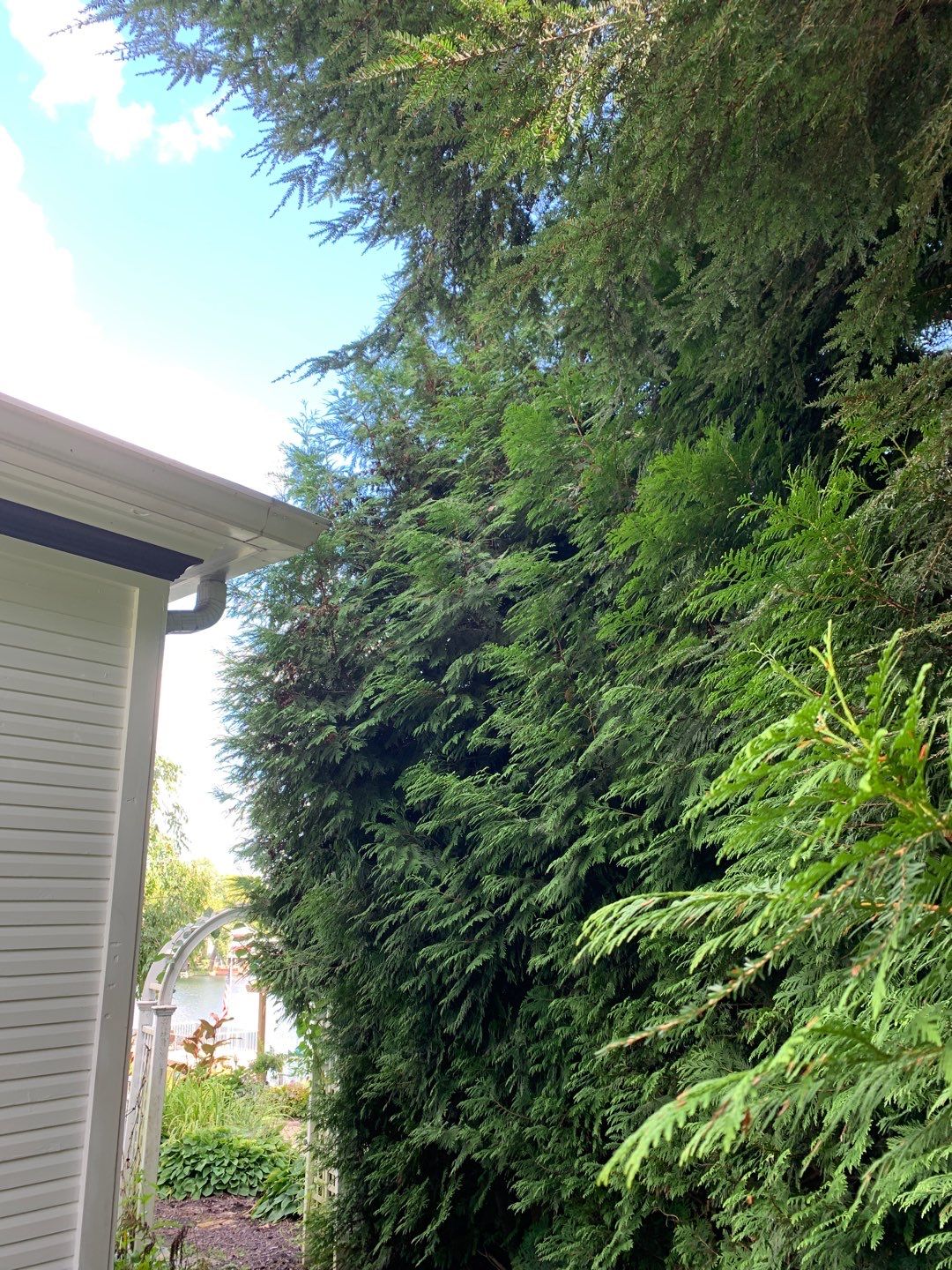 Tree Trimming using Tree Pruing by Mike Jones & Sons Tree Service LLC 