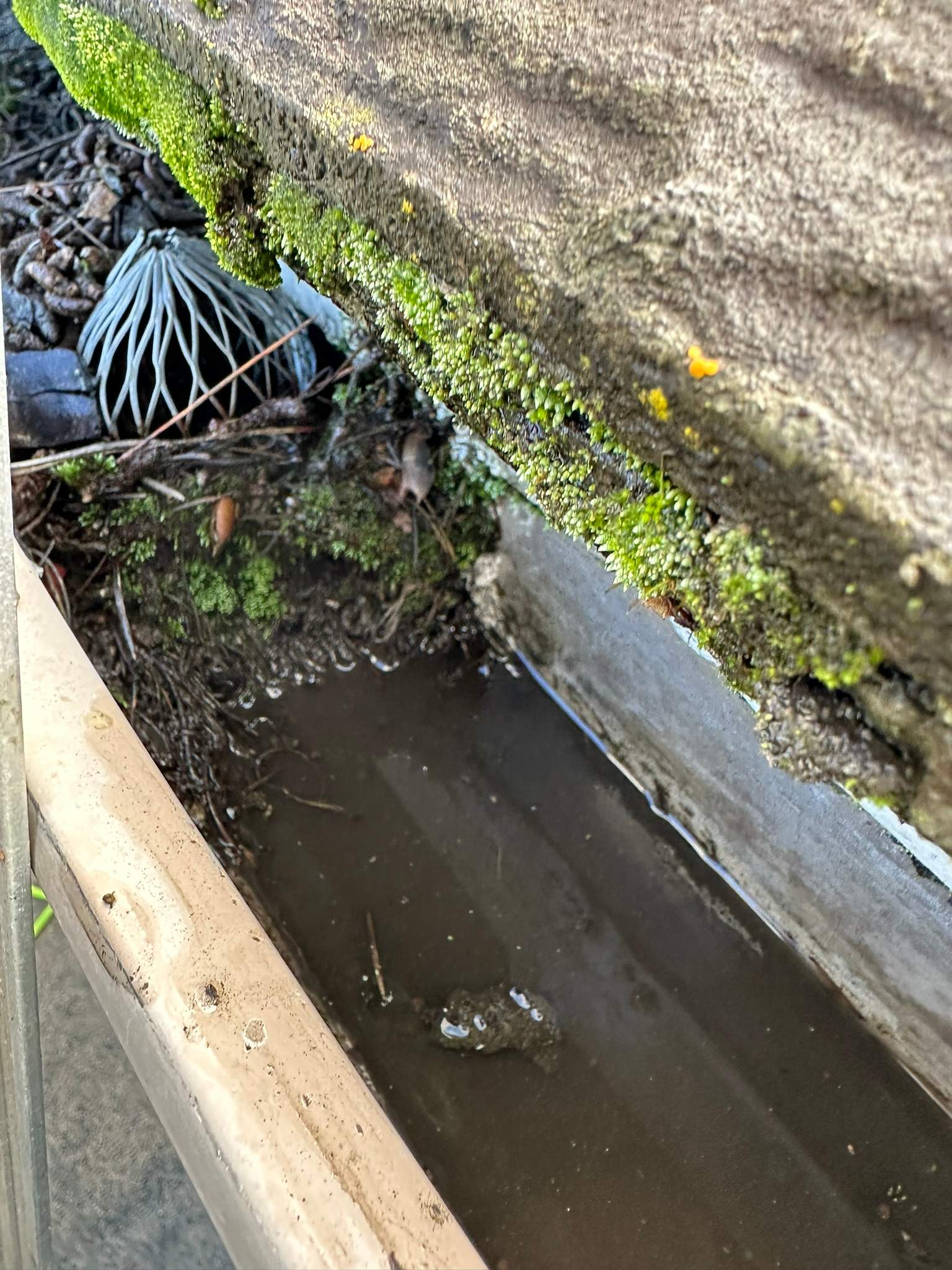 Orange County Gutter Cleaning in Wet Conditions by Property Cleaning Experts
