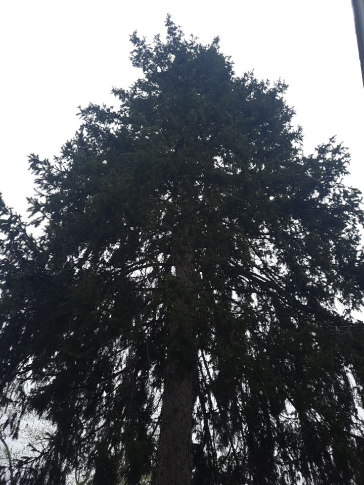 Tree Removal using Tree Removal by Mike Jones & Sons Tree Service LLC 