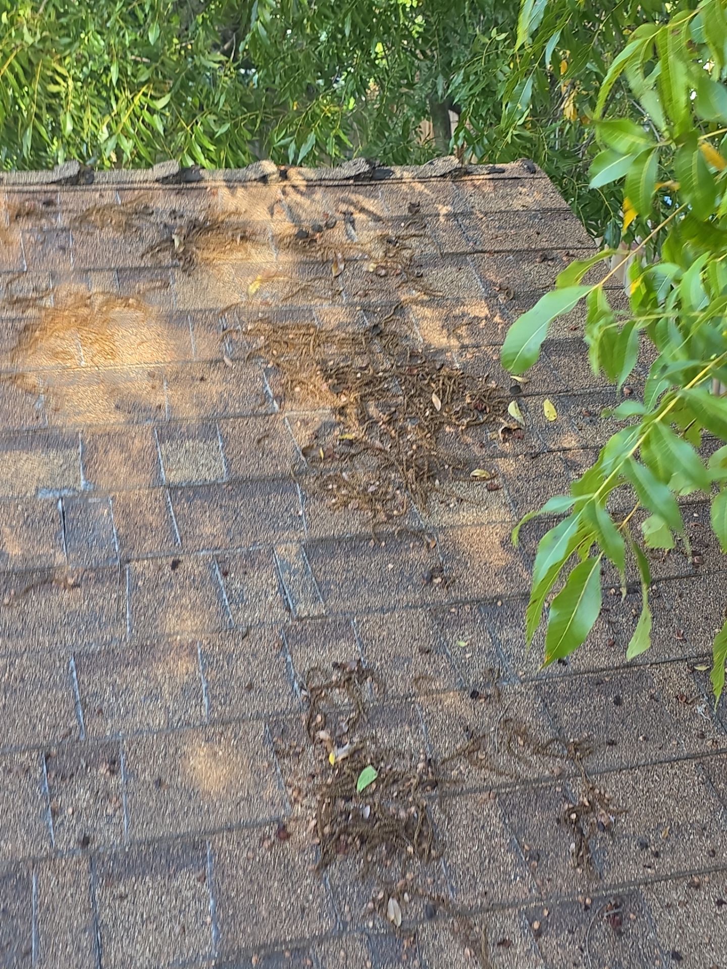 Roof Rejuvenation using Roof Maxx Treatment by Roof Maxx of Folsom