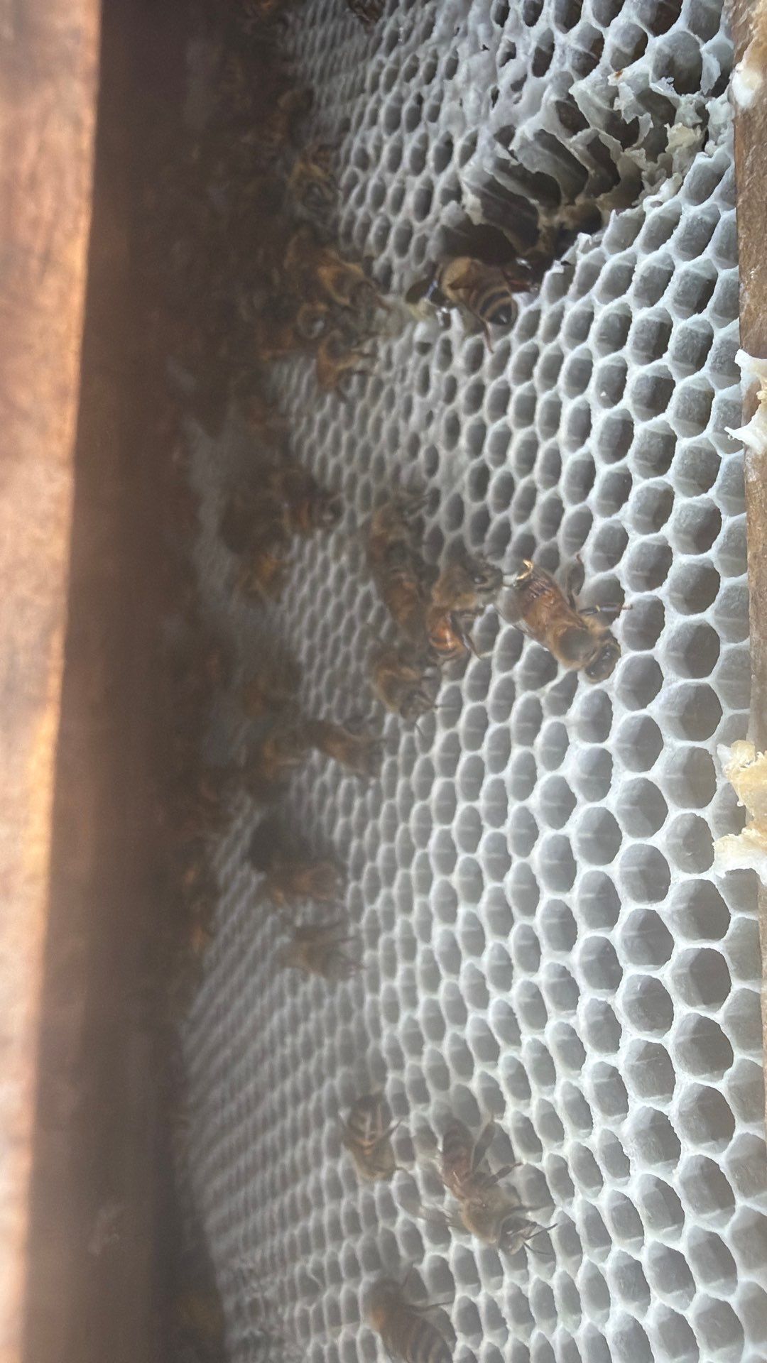 Bees at the Bank! by Rockwall Honey Bee Company