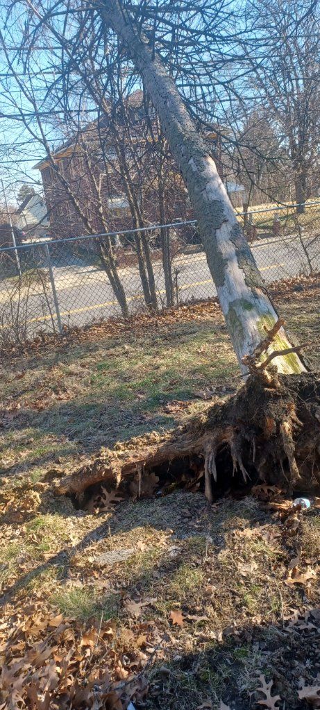 Tree Removal using Tree Removal by Mike Jones & Sons Tree Service LLC 