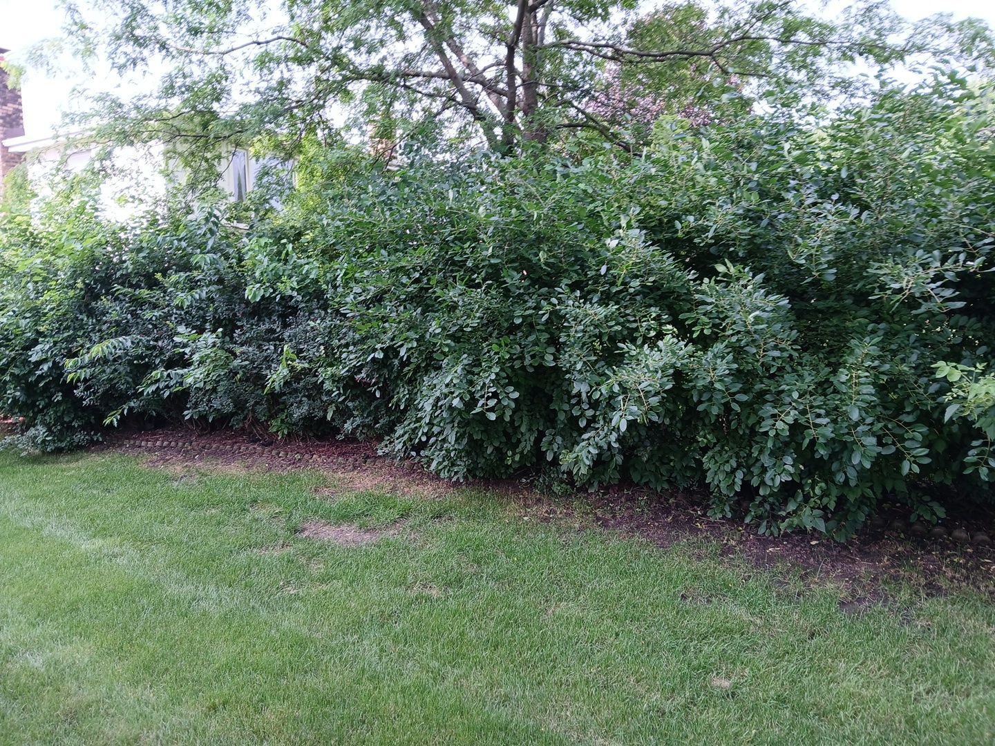 Andrew L. - Arlington Heights, IL by A&N