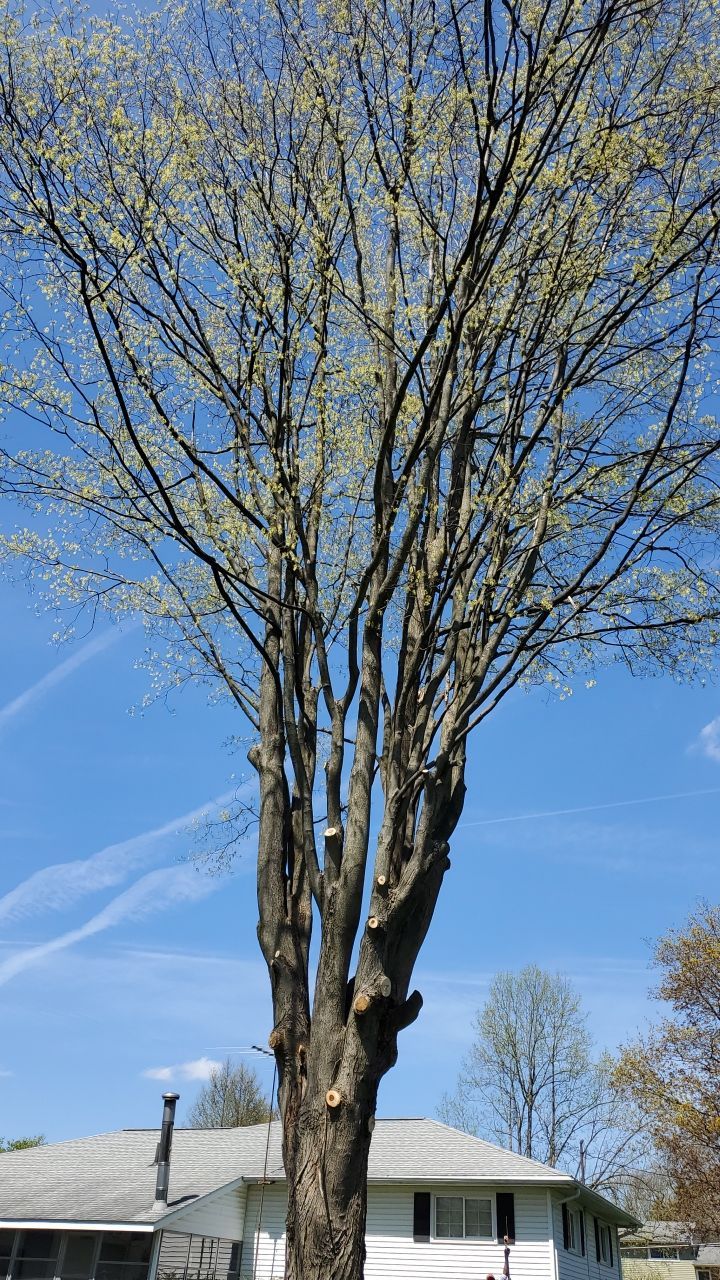 Tree Removal using Tree Removal by Mike Jones & Sons Tree Service LLC 