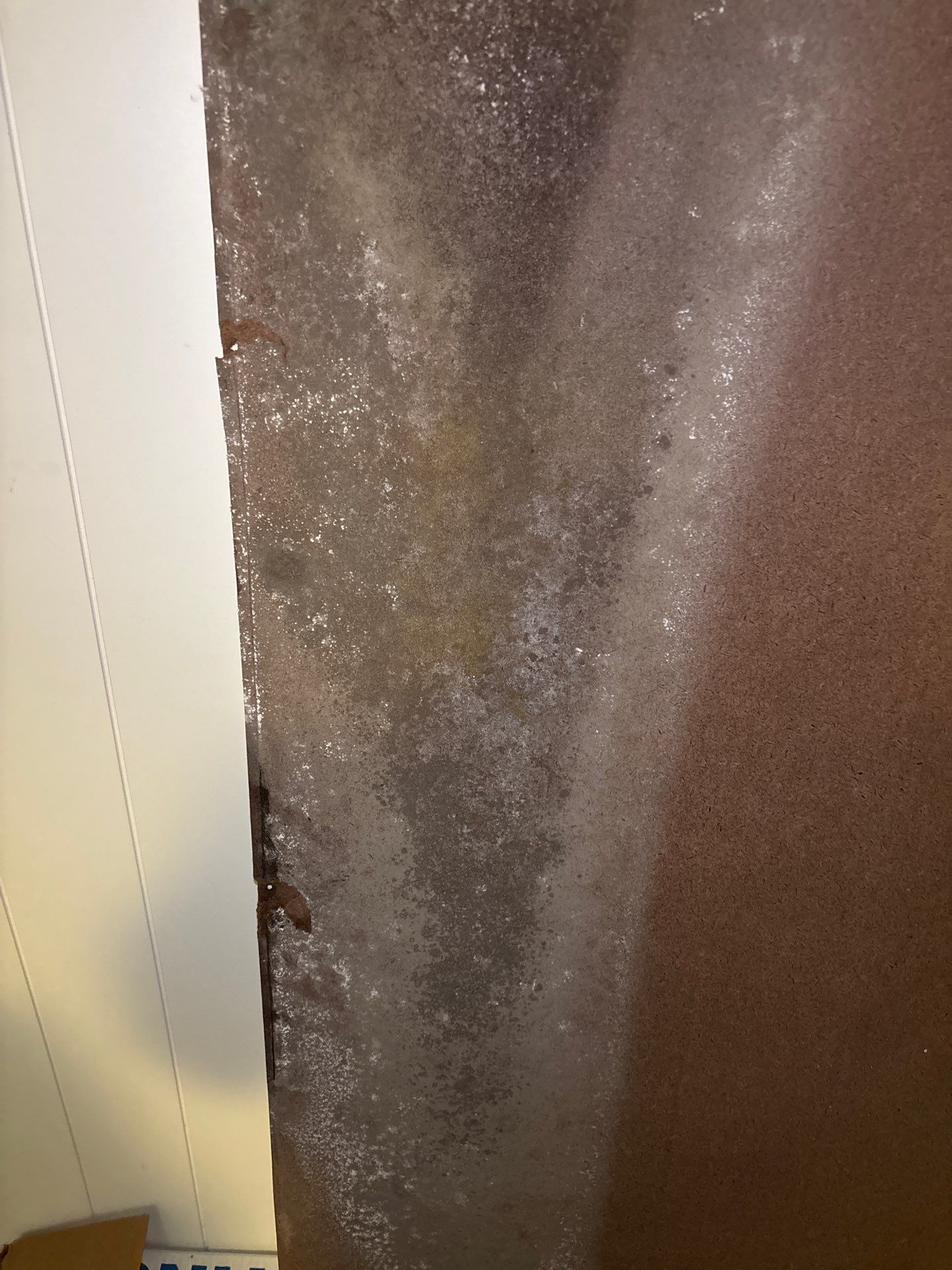 Mold Remediation In Sarasota, FL  by Ampm Restoration Services 