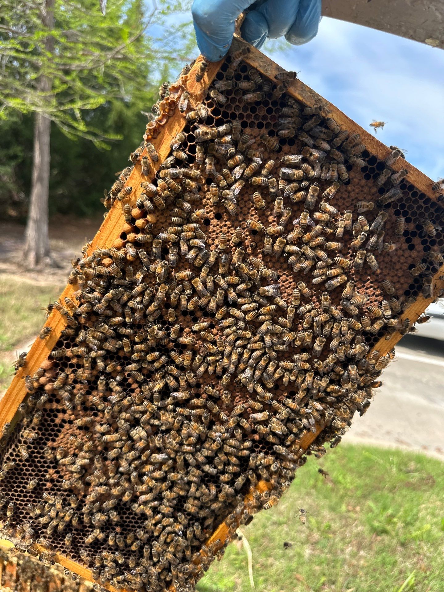 Bees by the Lot by Rockwall Honey Bee Company